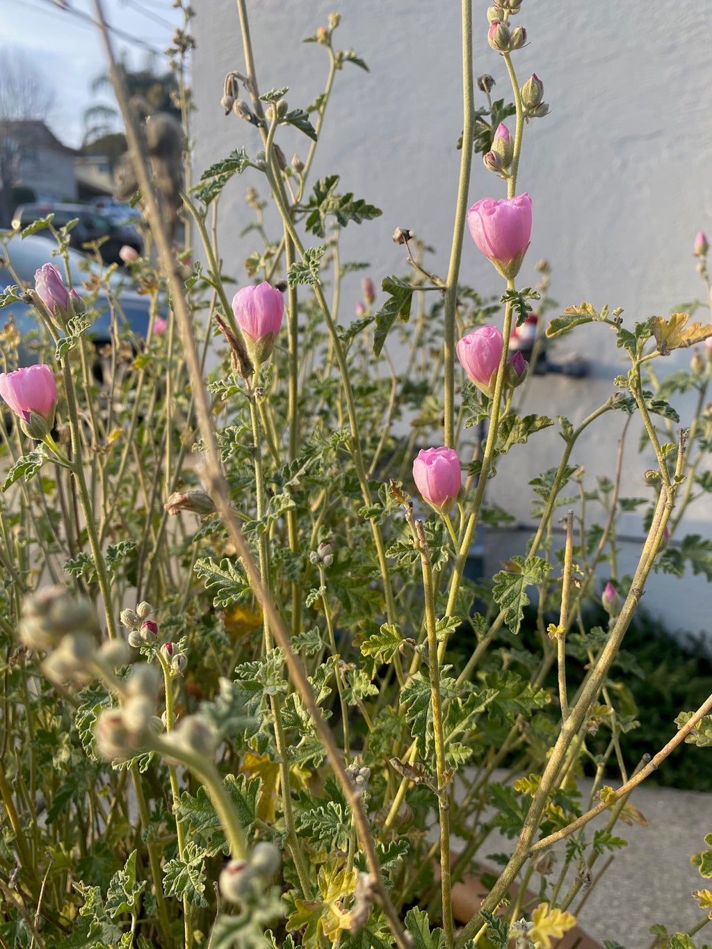 Desert Globemallow | Sphaeralcea ambigua seeds