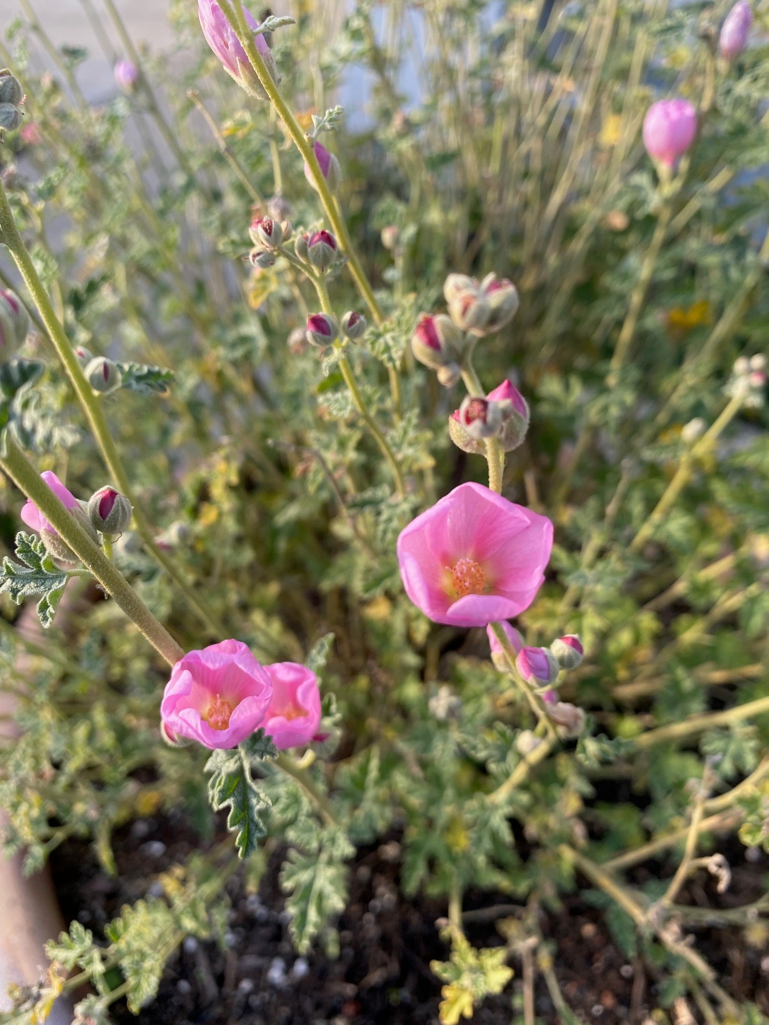 Desert Globemallow | Sphaeralcea ambigua seeds
