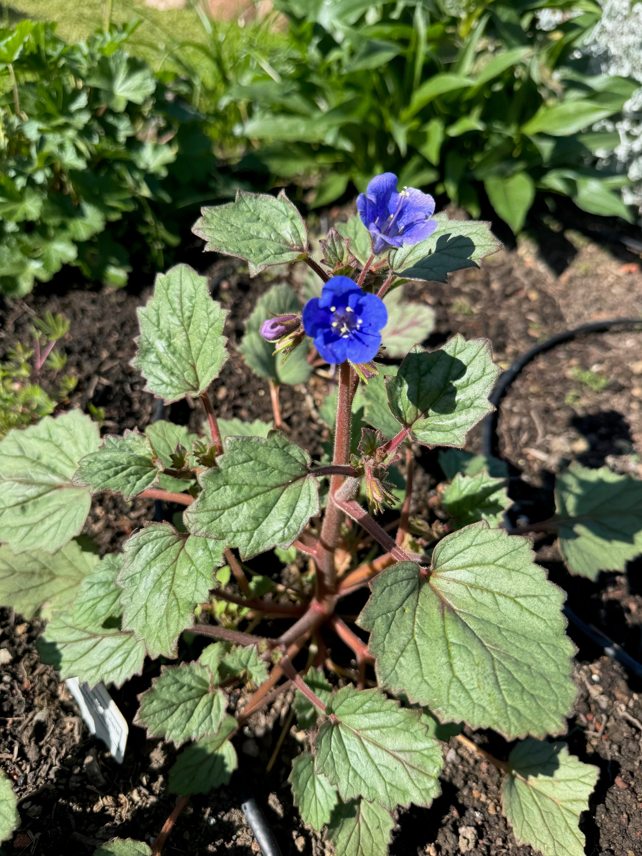 Desertbells | Phacelia campanularia seeds