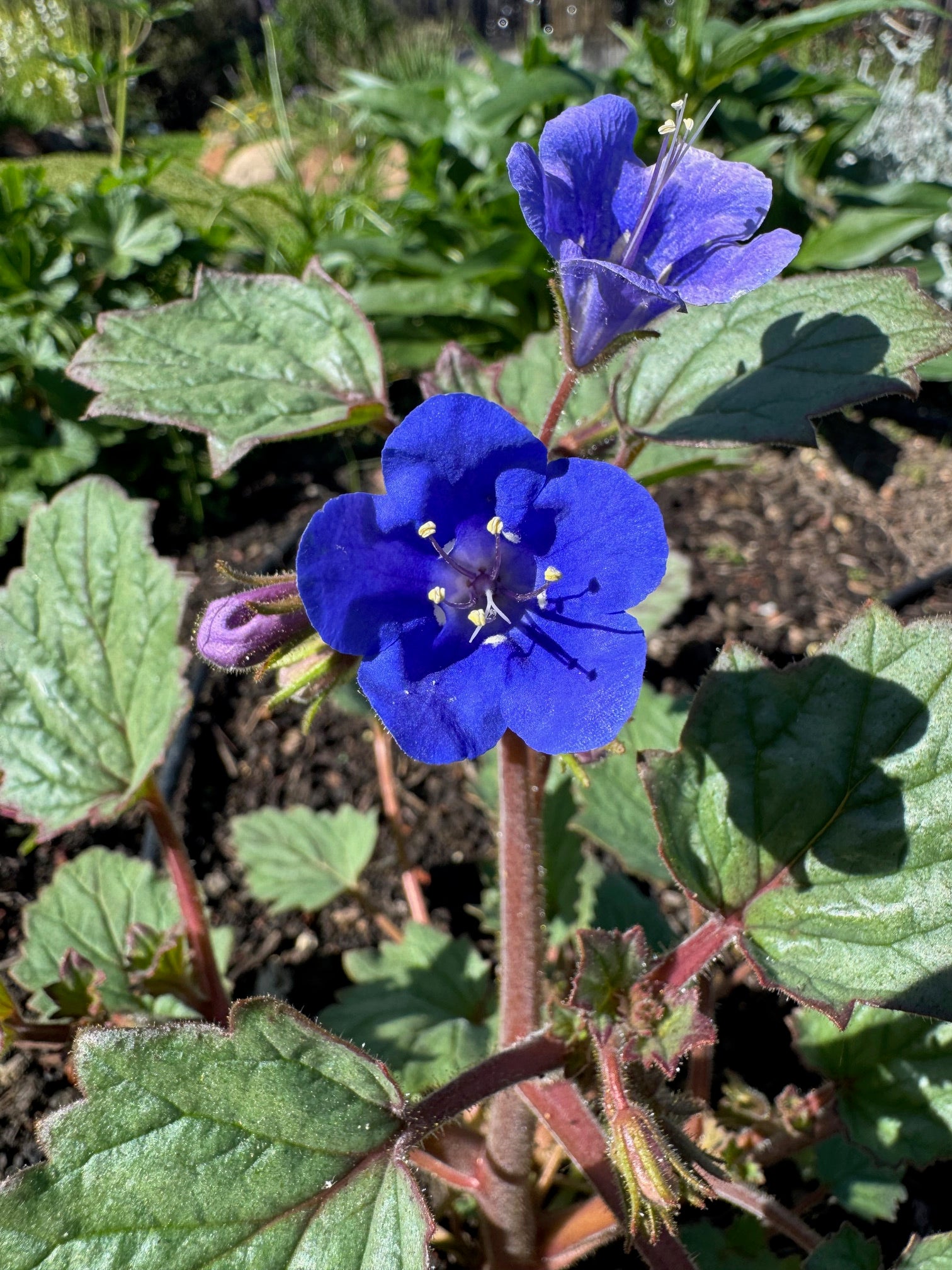 Desertbells | Phacelia campanularia seeds