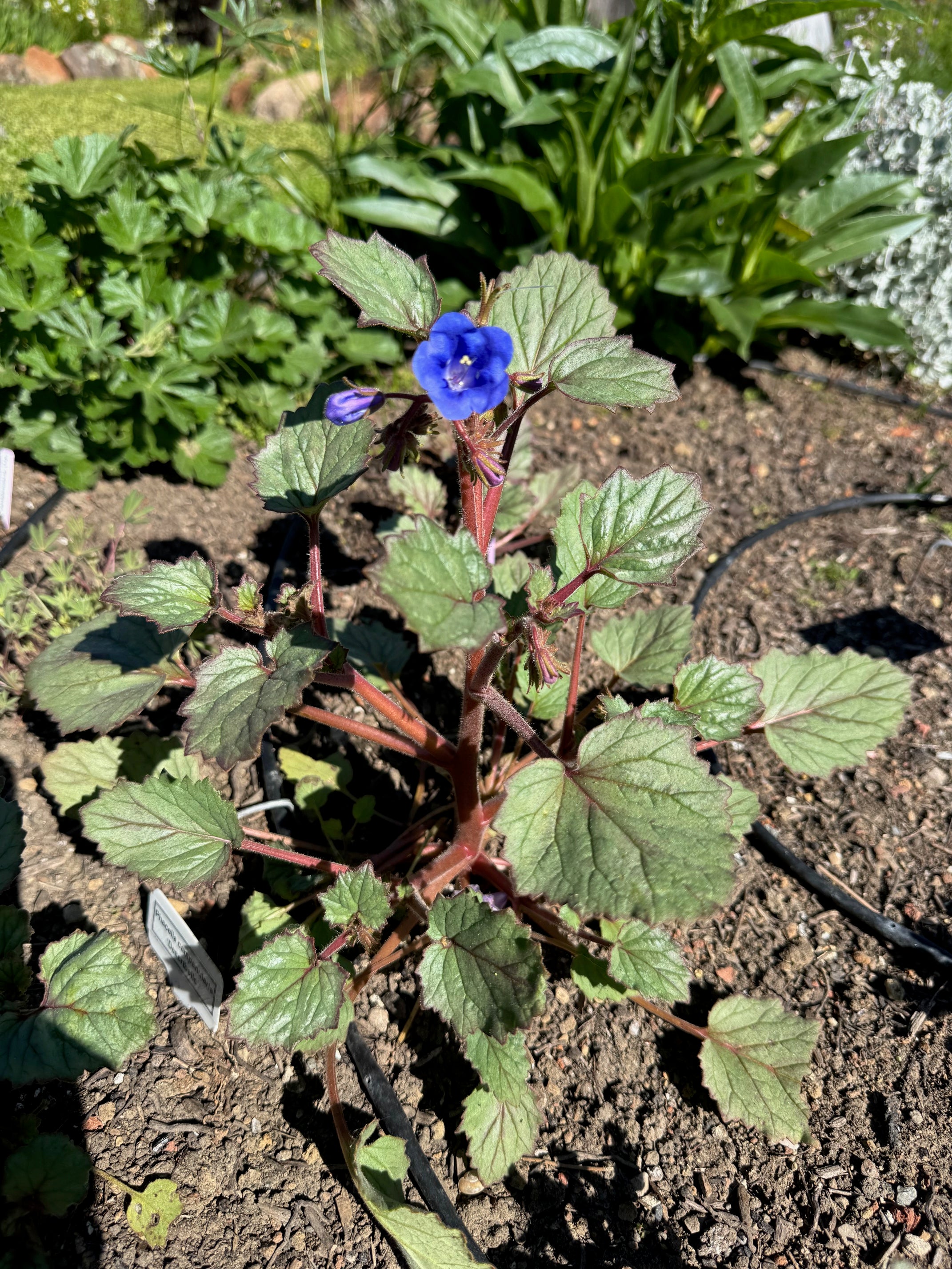 Desertbells | Phacelia campanularia seeds