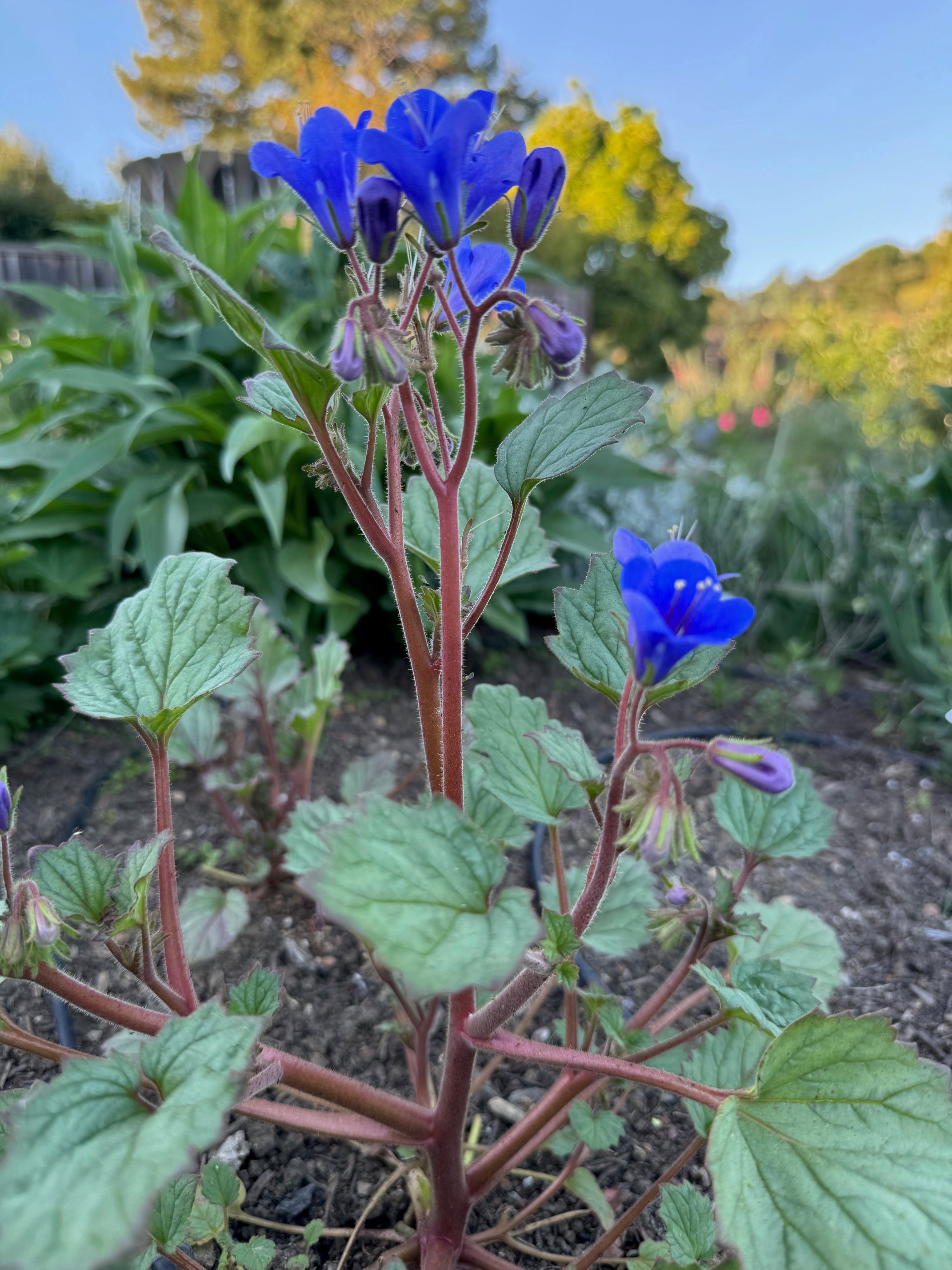 Desertbells | Phacelia campanularia seeds