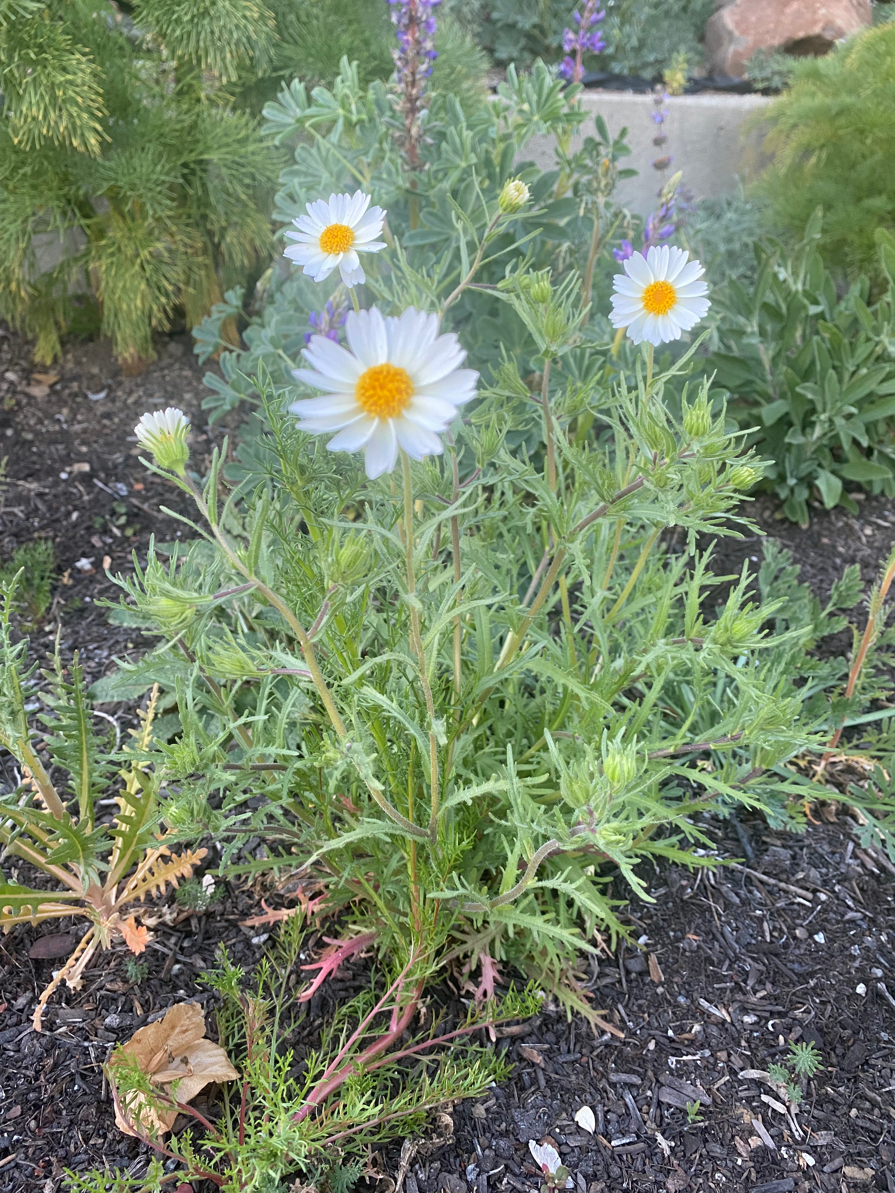 White Daisy Tidytips | Layia Glandulosa