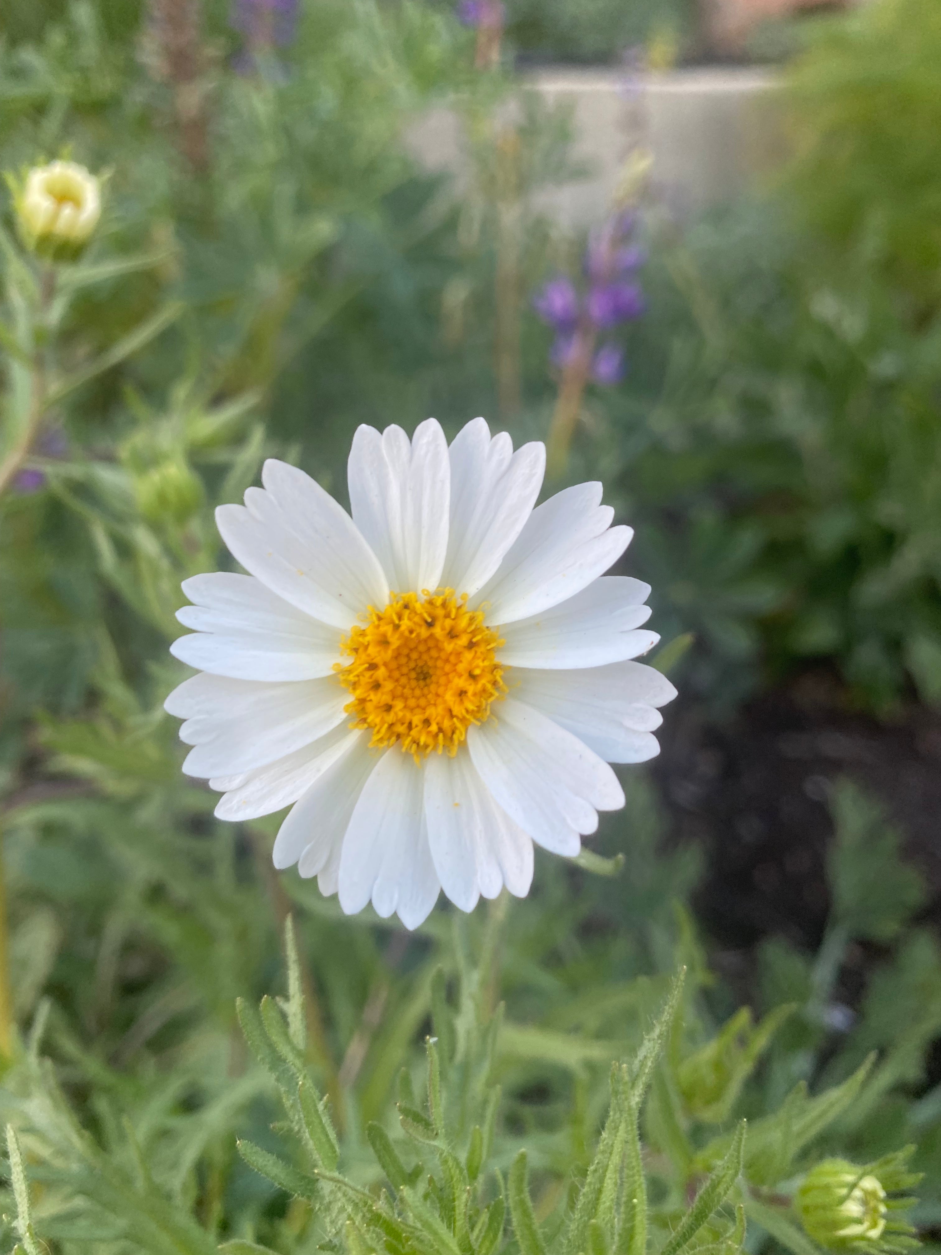 White Daisy Tidytips | Layia Glandulosa