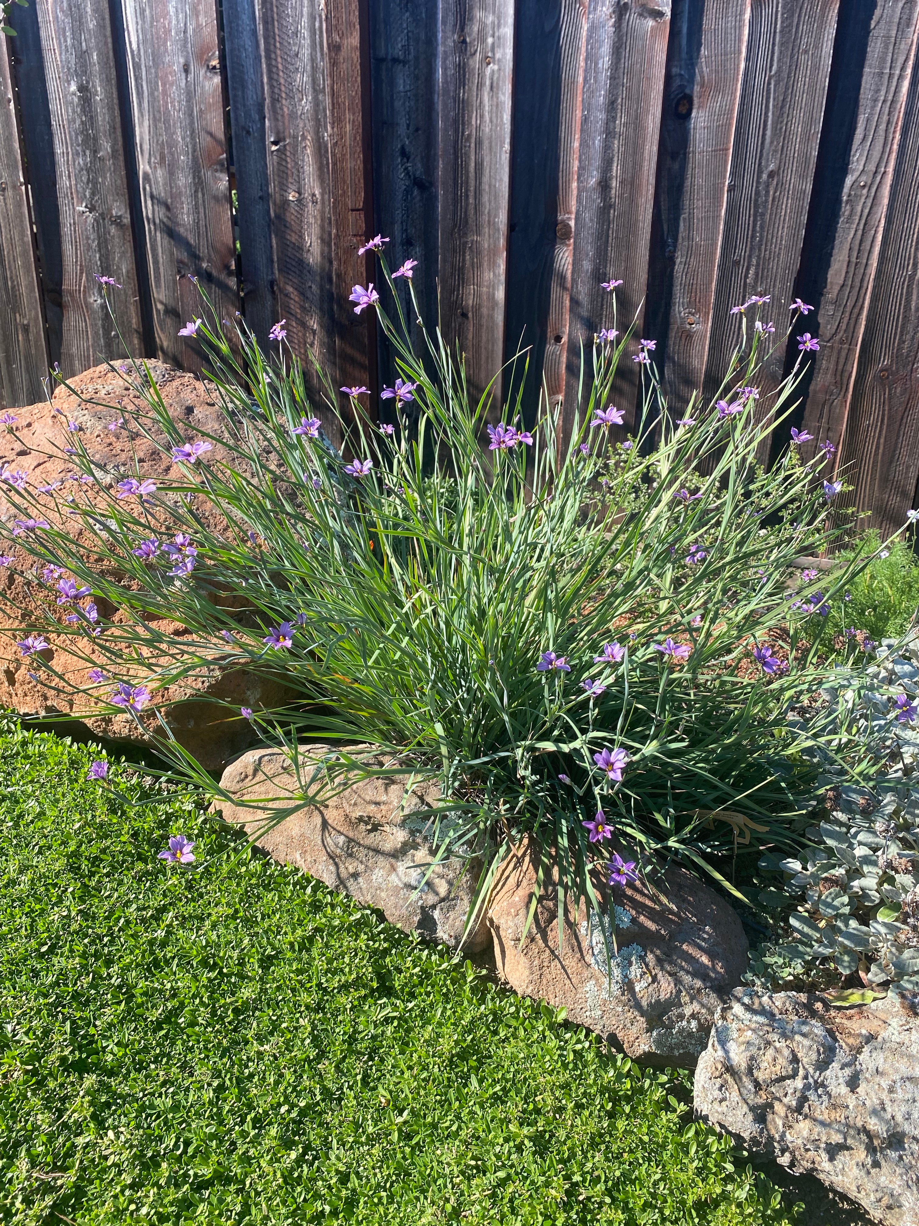 Blue Eyed Grass | Sisyrinchium bellum seeds