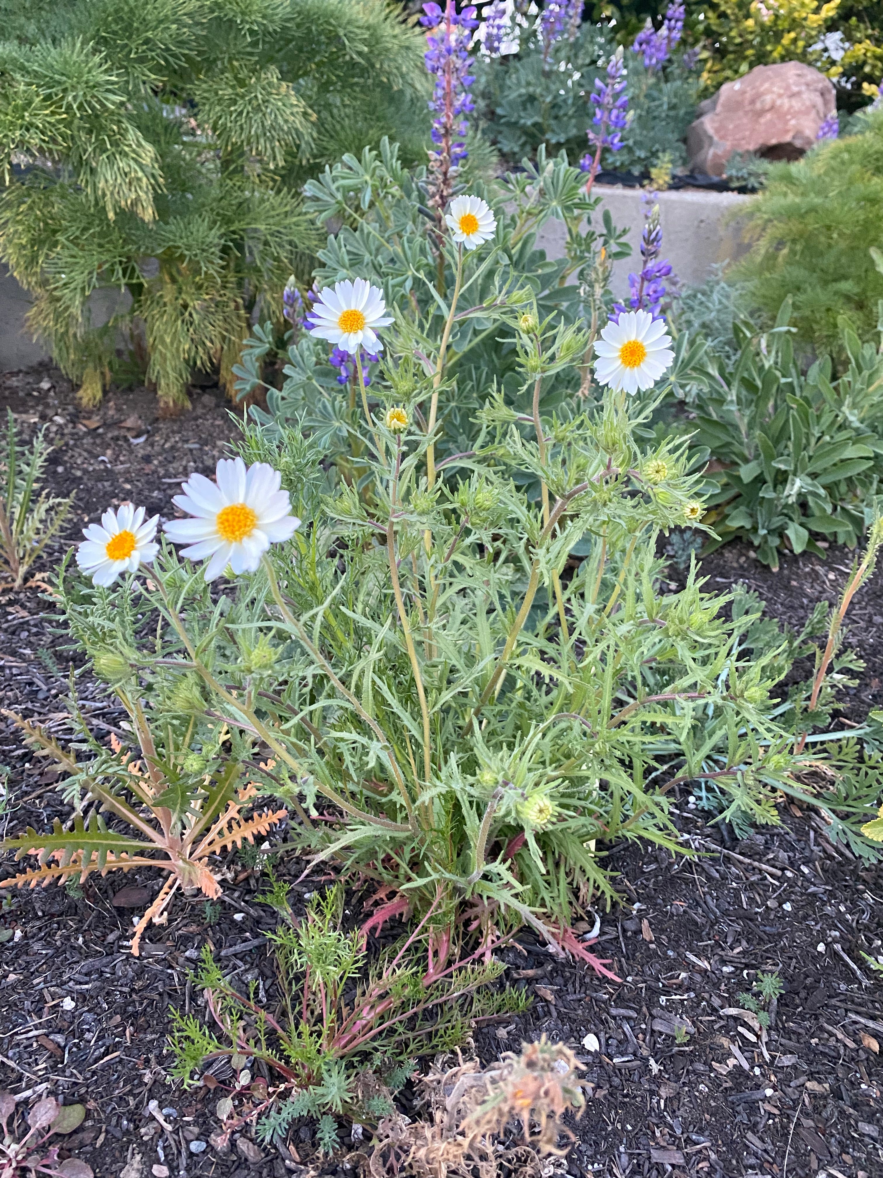 White Daisy Tidytips | Layia Glandulosa