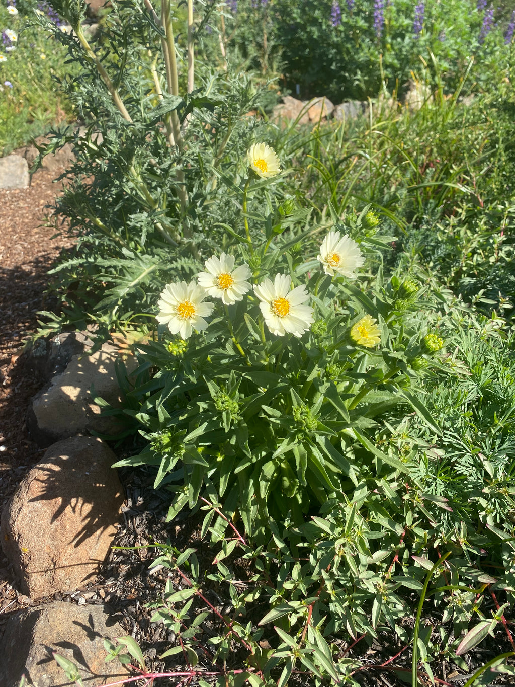 Pale-yellow Tidytips | Layia Heterotricha