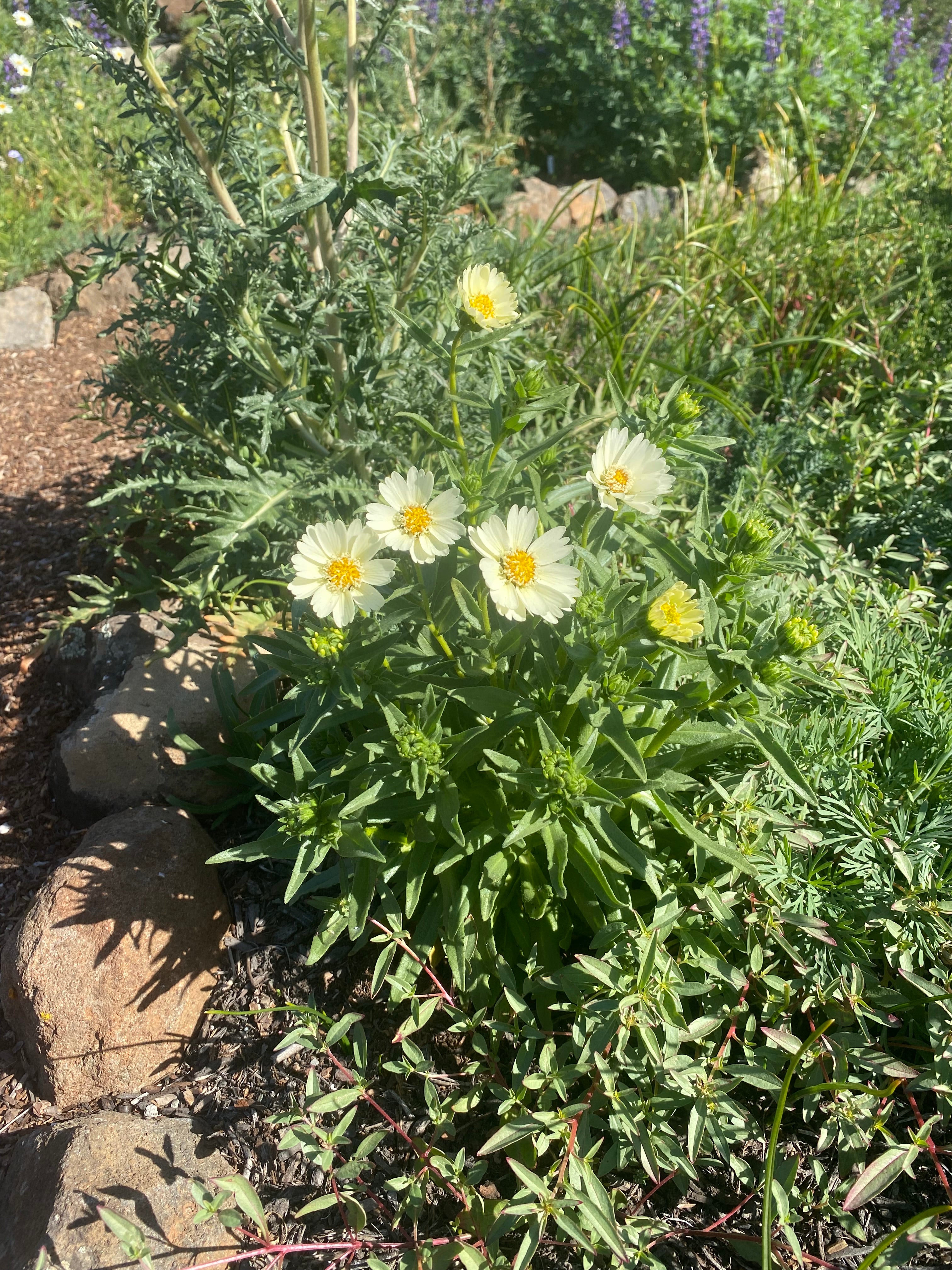 Pale-yellow Tidytips | Layia Heterotricha seeds