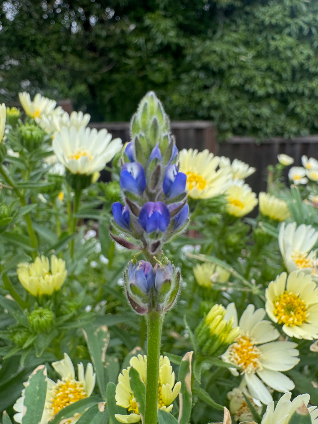 Miniature Lupine | Lupinus bicolor seeds