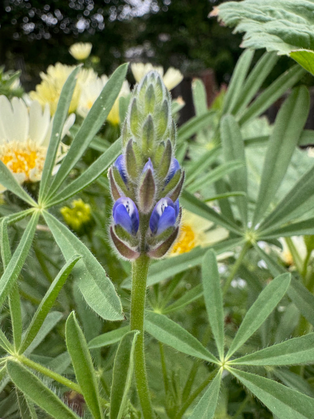 Miniature Lupine | Lupinus bicolor seeds