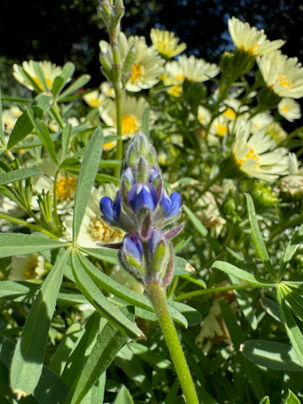 Miniature Lupine | Lupinus bicolor seeds