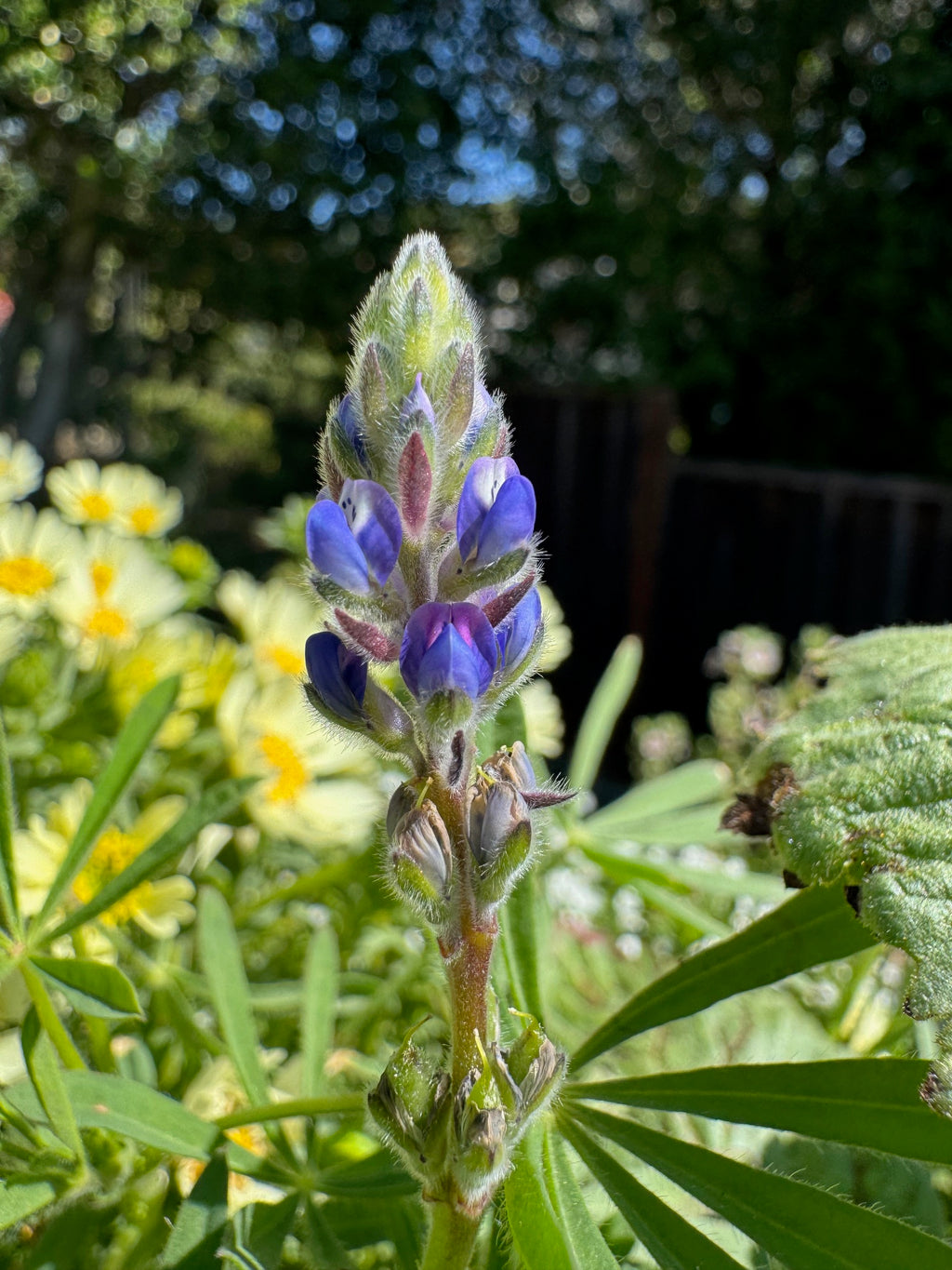Miniature Lupine | Lupinus bicolor seeds