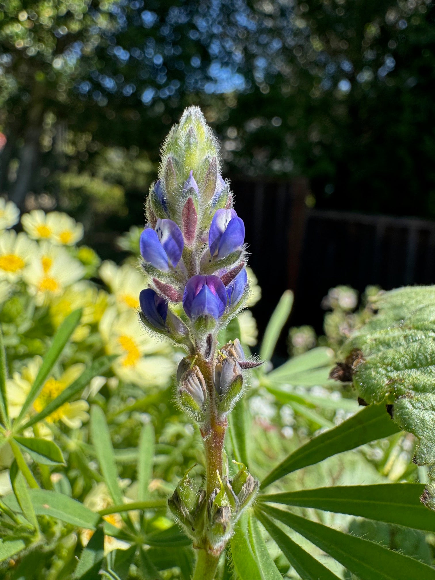 Miniature Lupine | Lupinus bicolor seeds