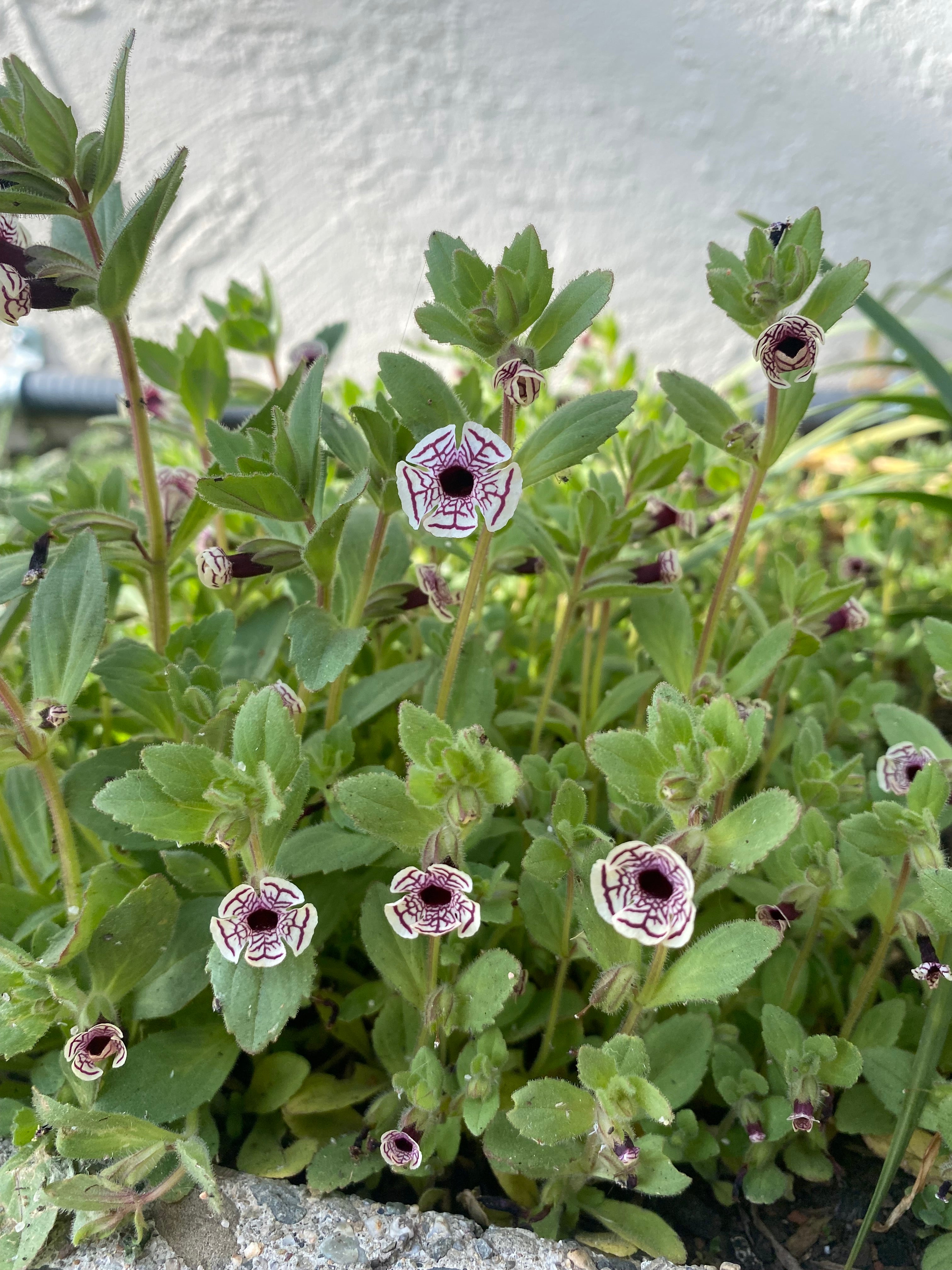 Calico Monkeyflower