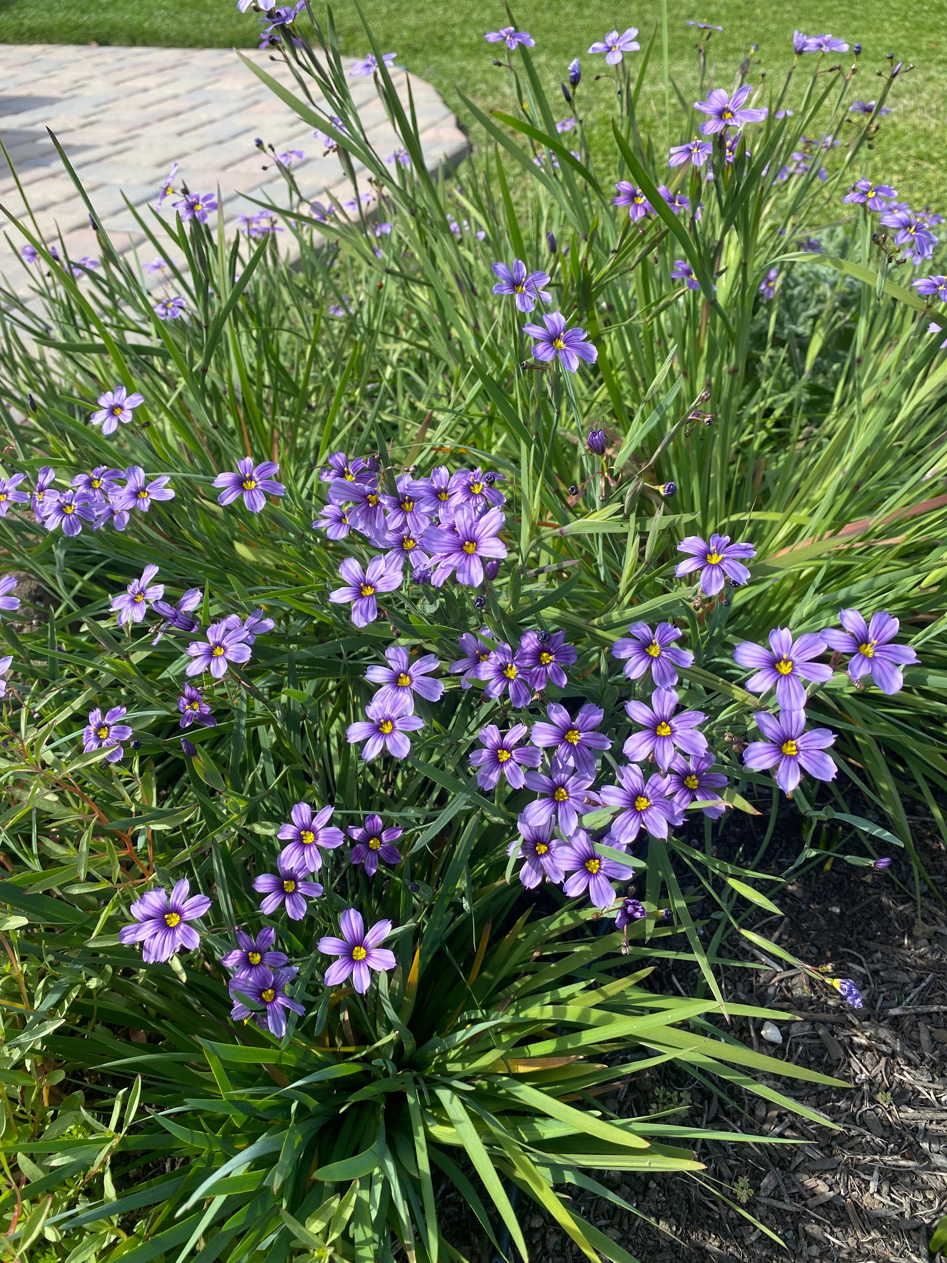 North Coast Blue-eyed Grass | Sisyrinchium bellum 'North Coast' seeds