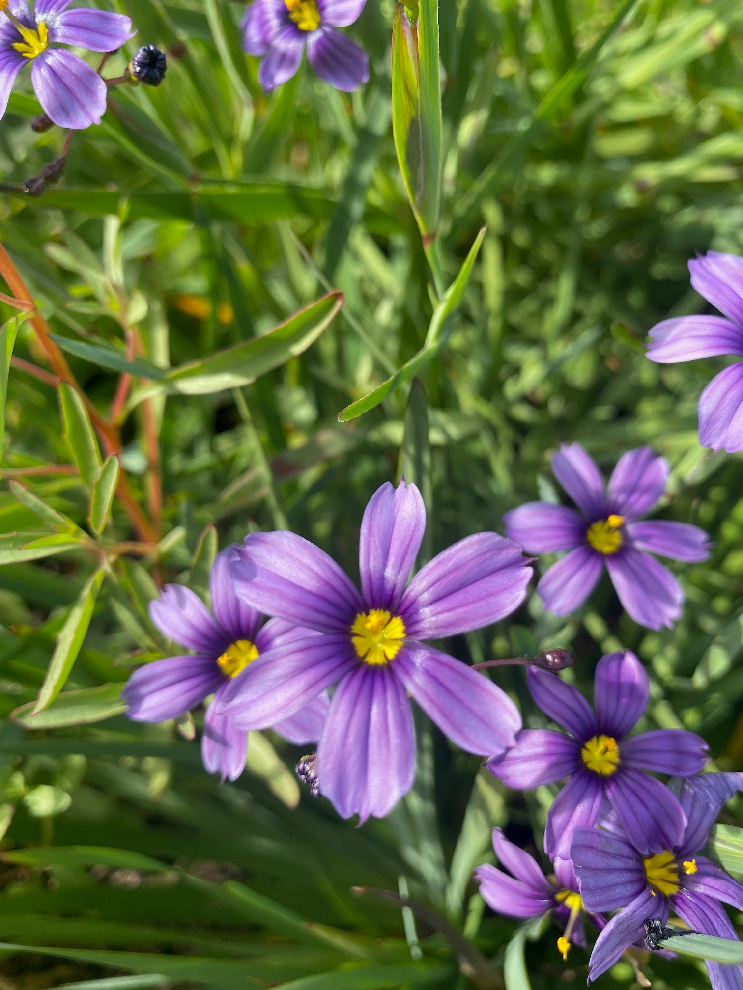 North Coast Blue-eyed Grass | Sisyrinchium bellum 'North Coast' seeds