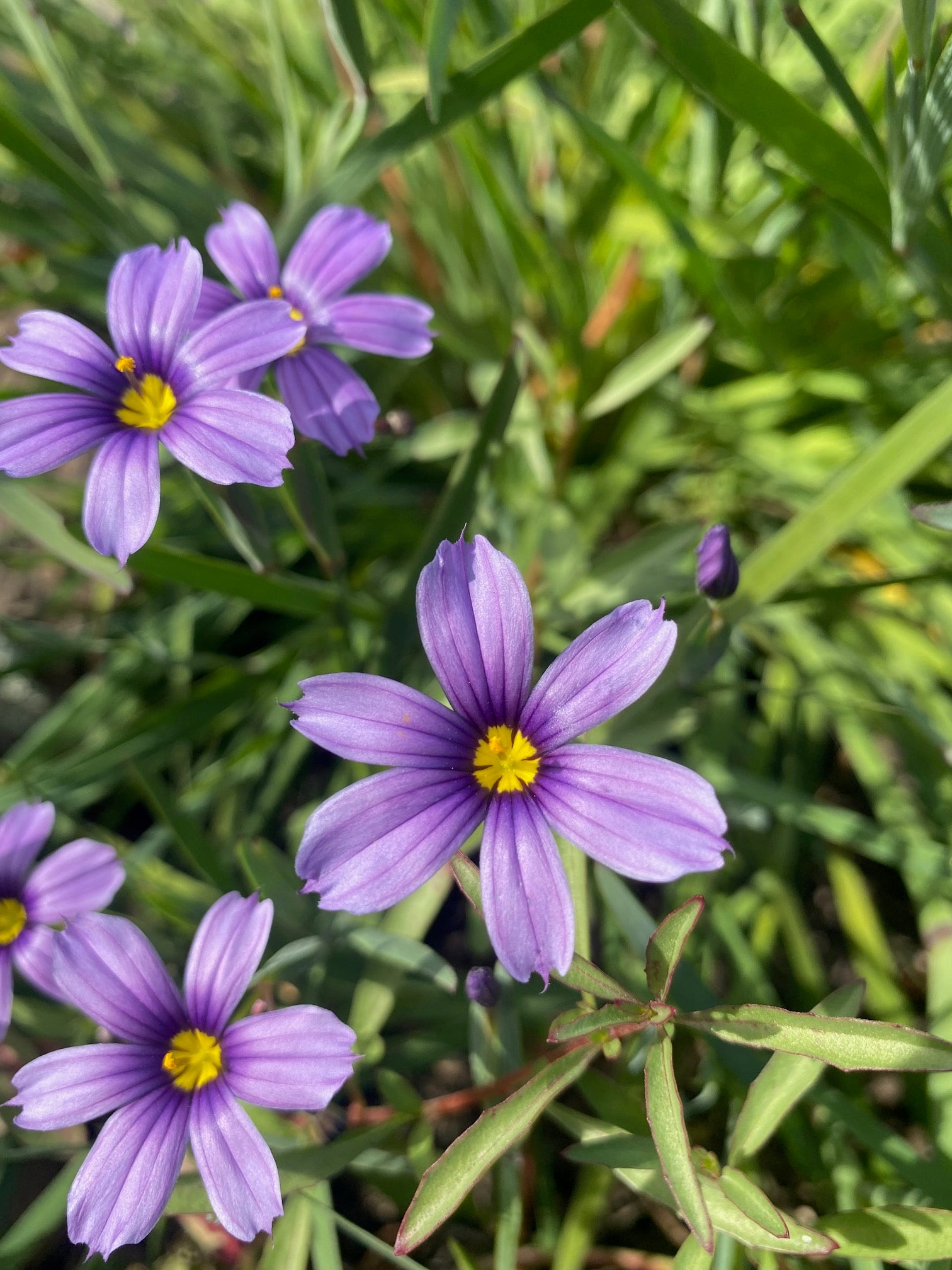 North Coast Blue-eyed Grass | Sisyrinchium bellum 'North Coast' seeds