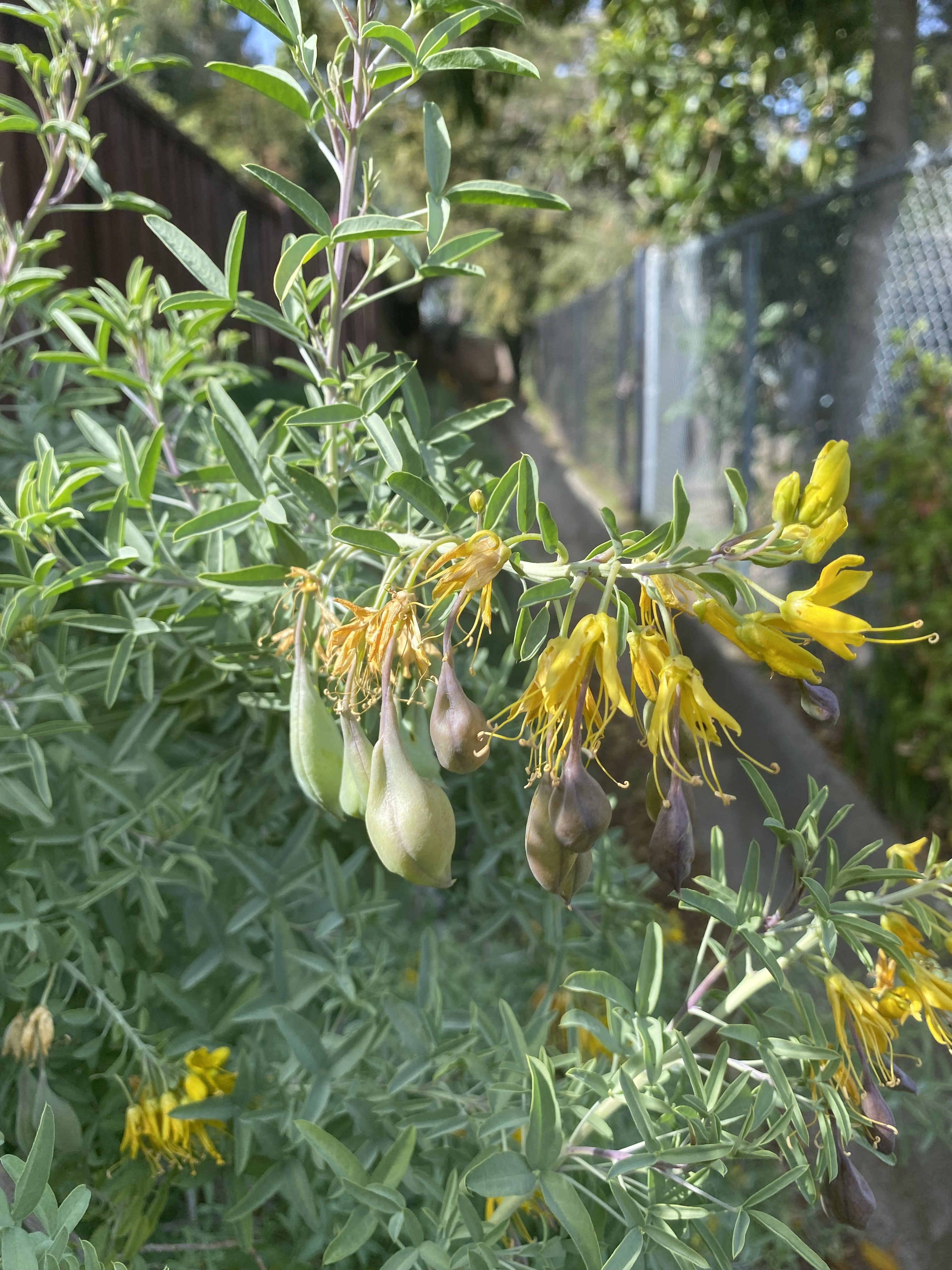 California Bladderpod | Peritoma Arborea seeds