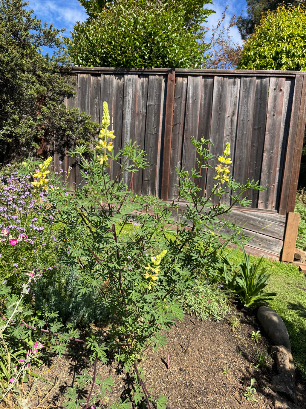 Coastal Bush Lupine | Lupinus arboreus