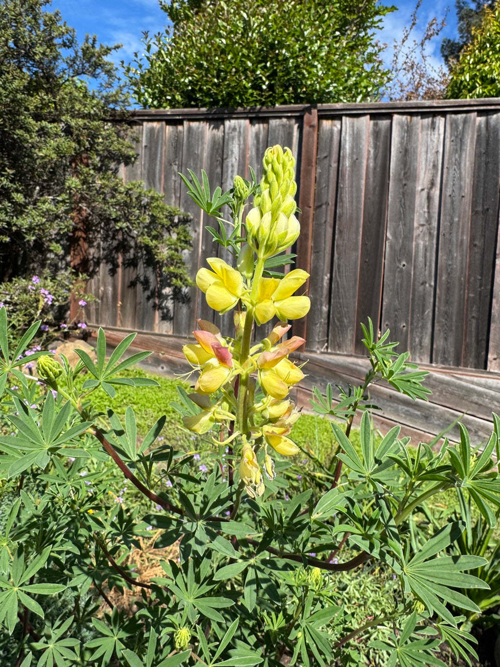 Coastal Bush Lupine | Lupinus arboreus