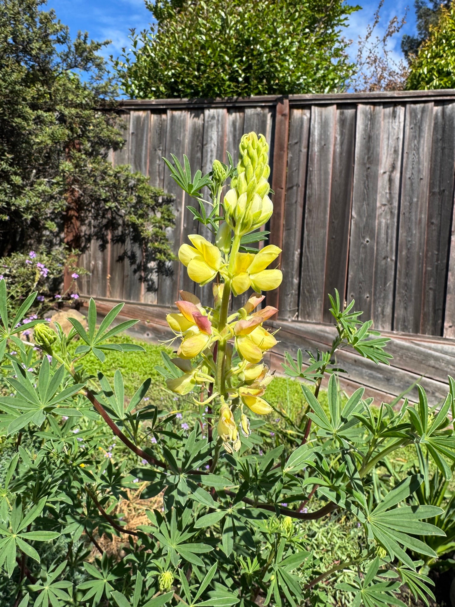 Coastal Bush Lupine | Lupinus arboreus