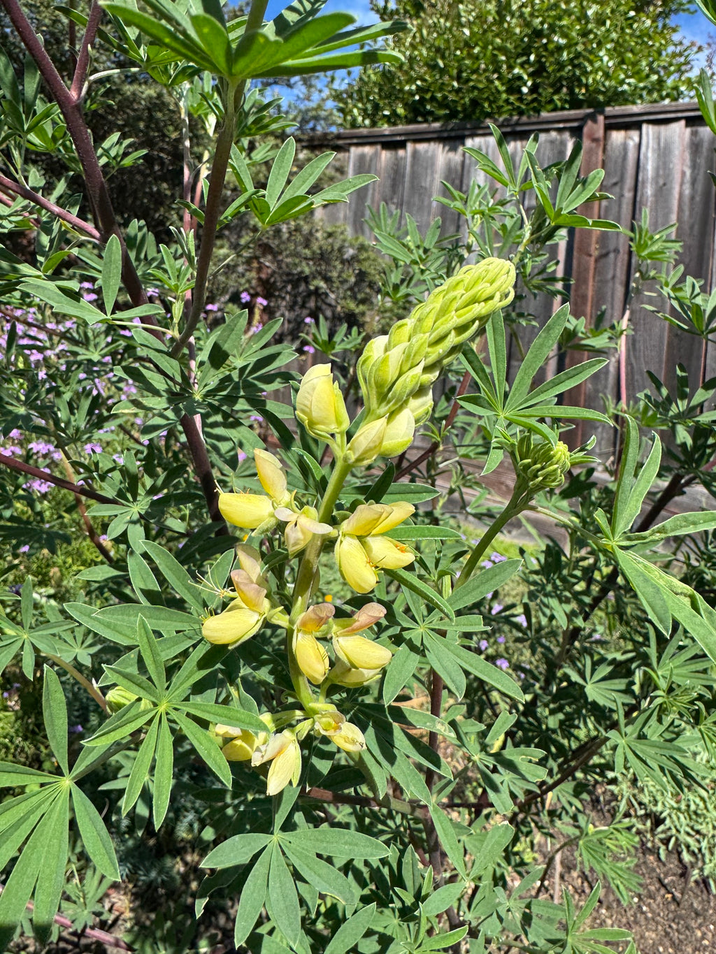 Coastal Bush Lupine | Lupinus arboreus