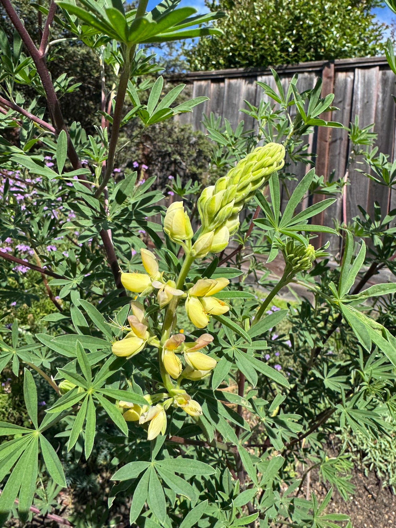 Coastal Bush Lupine | Lupinus arboreus