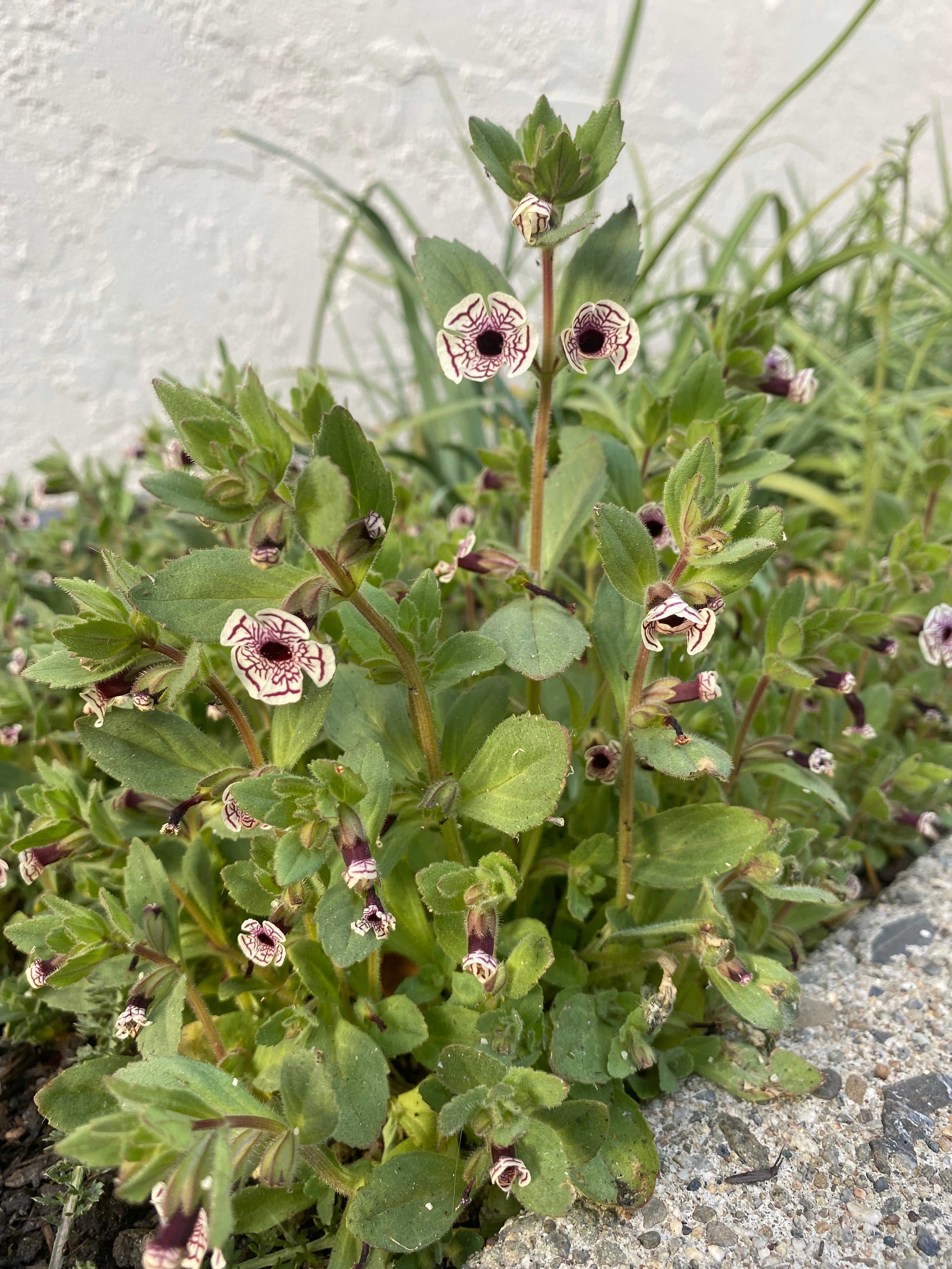 Calico Monkeyflower