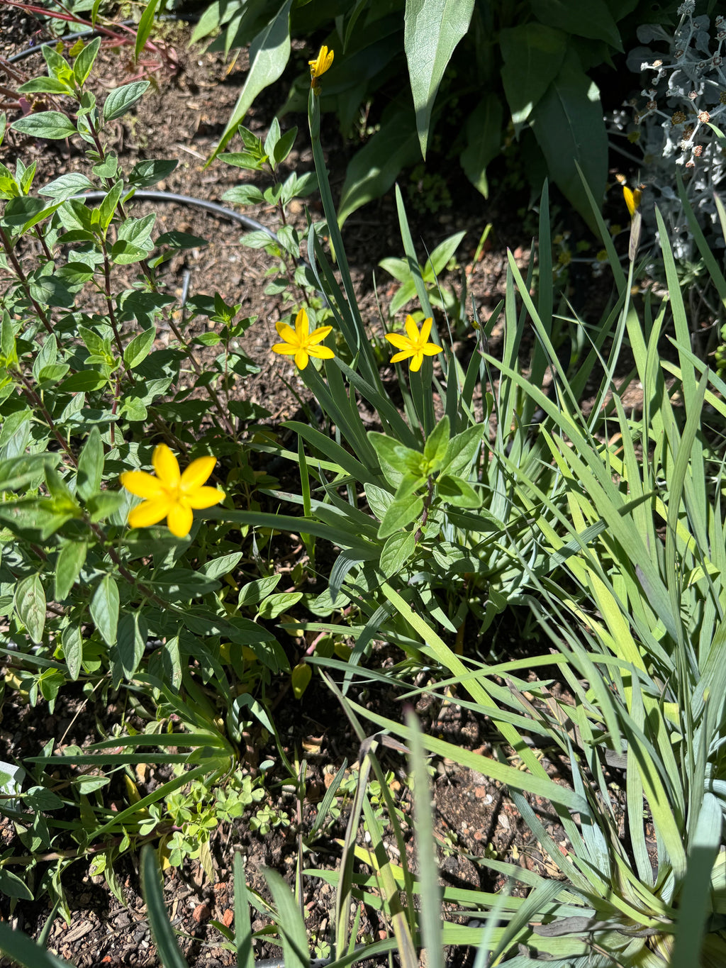 Yellow Eyed Grass | Sisyrinchium californicum seeds