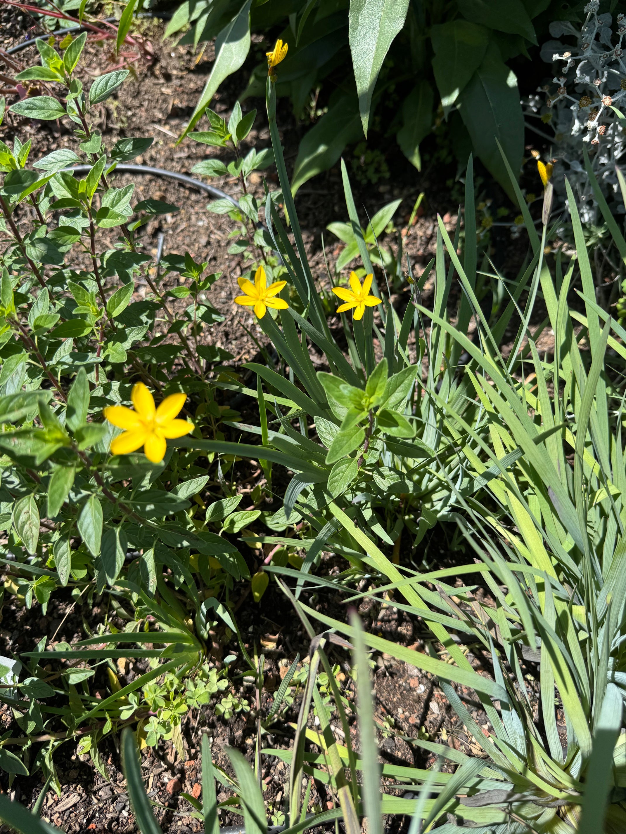 Yellow Eyed Grass | Sisyrinchium californicum seeds