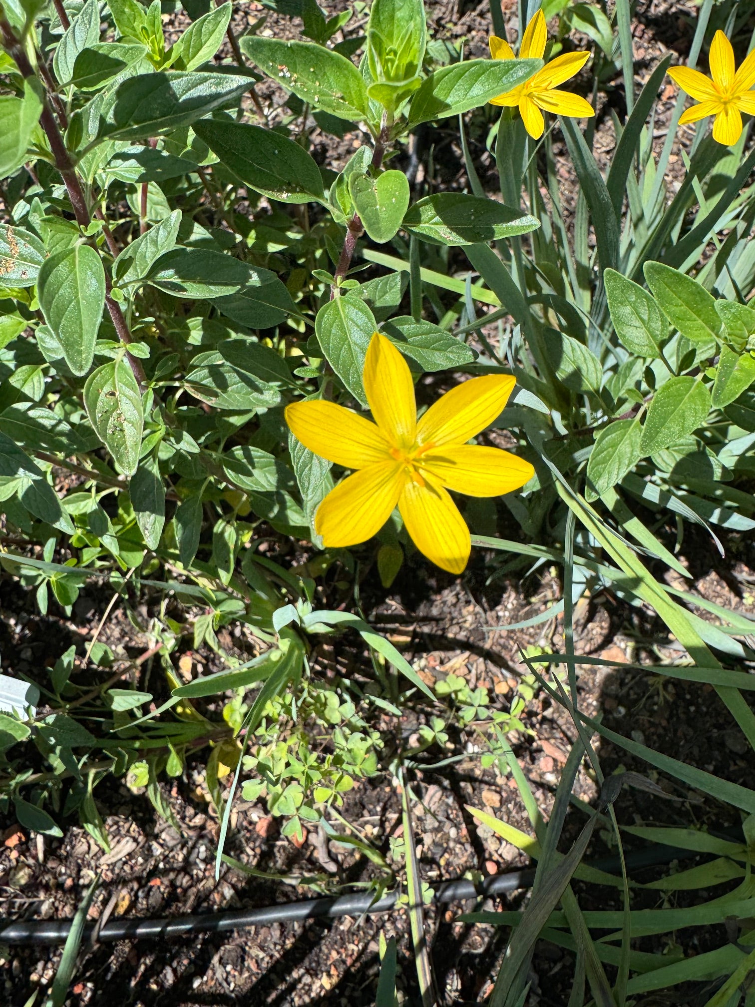 Yellow Eyed Grass | Sisyrinchium californicum seeds
