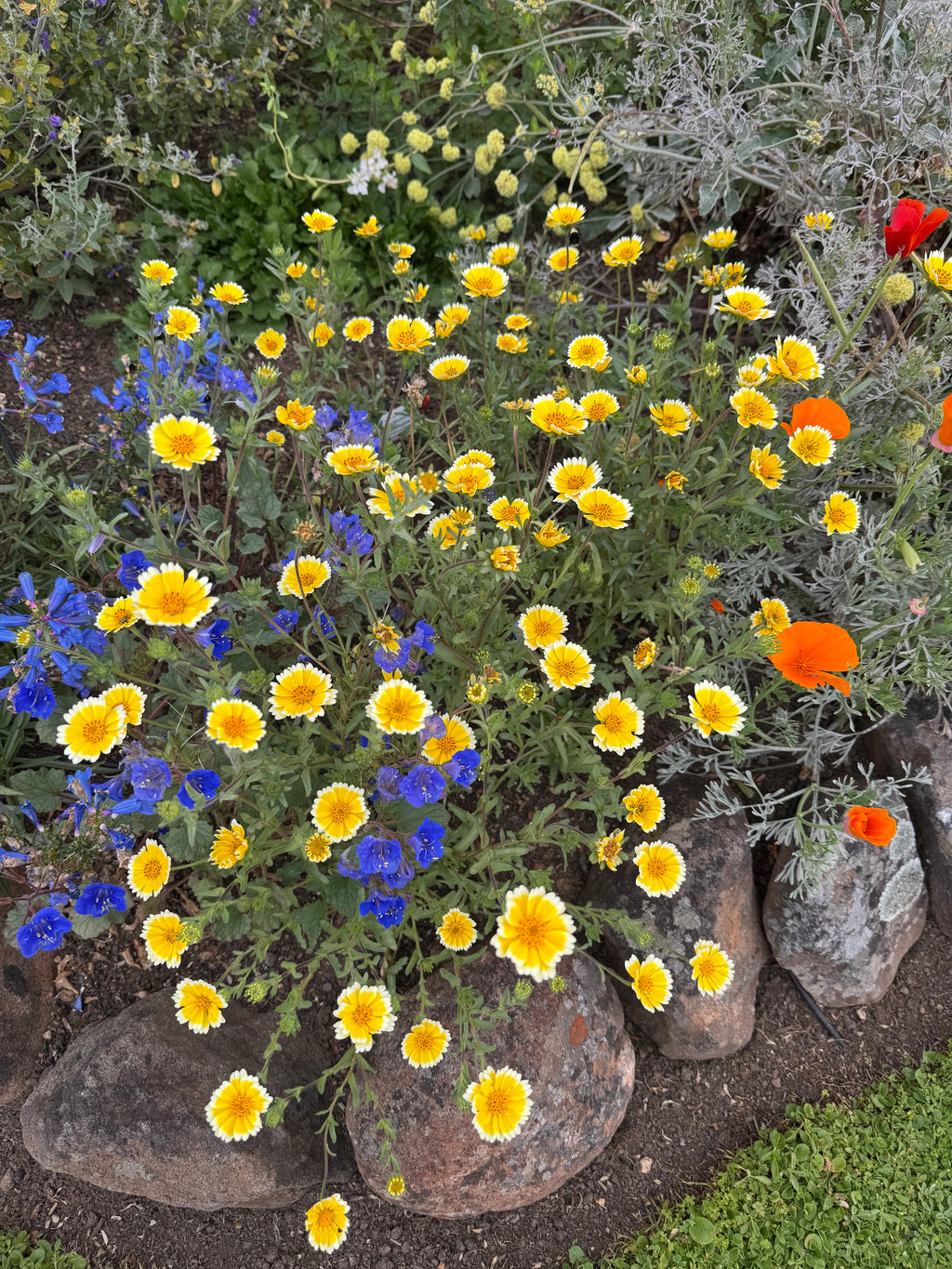 Common Tidy Tips | Layia platyglossa seeds