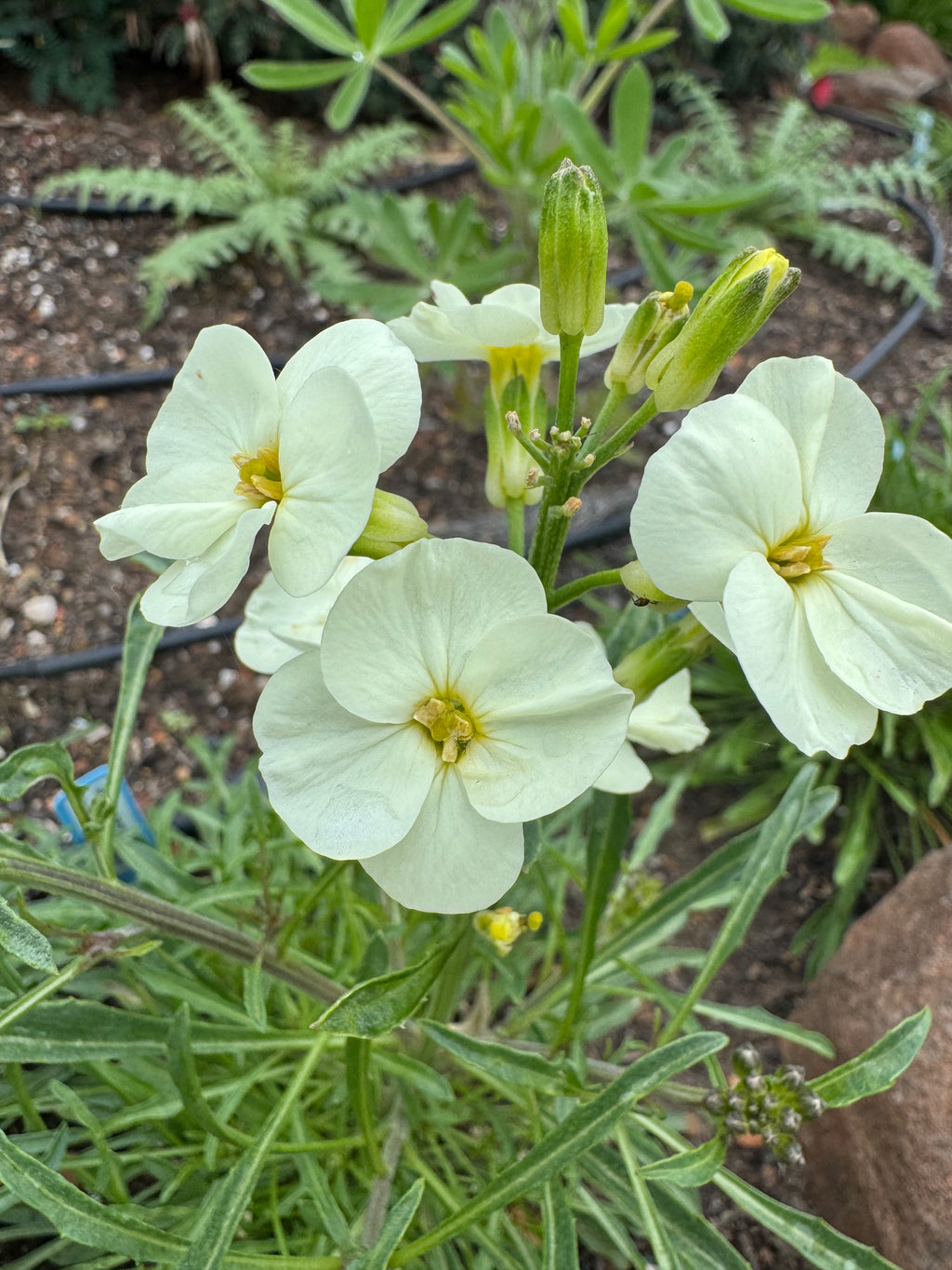 San Francisco Wallflower | Erysimum franciscanum