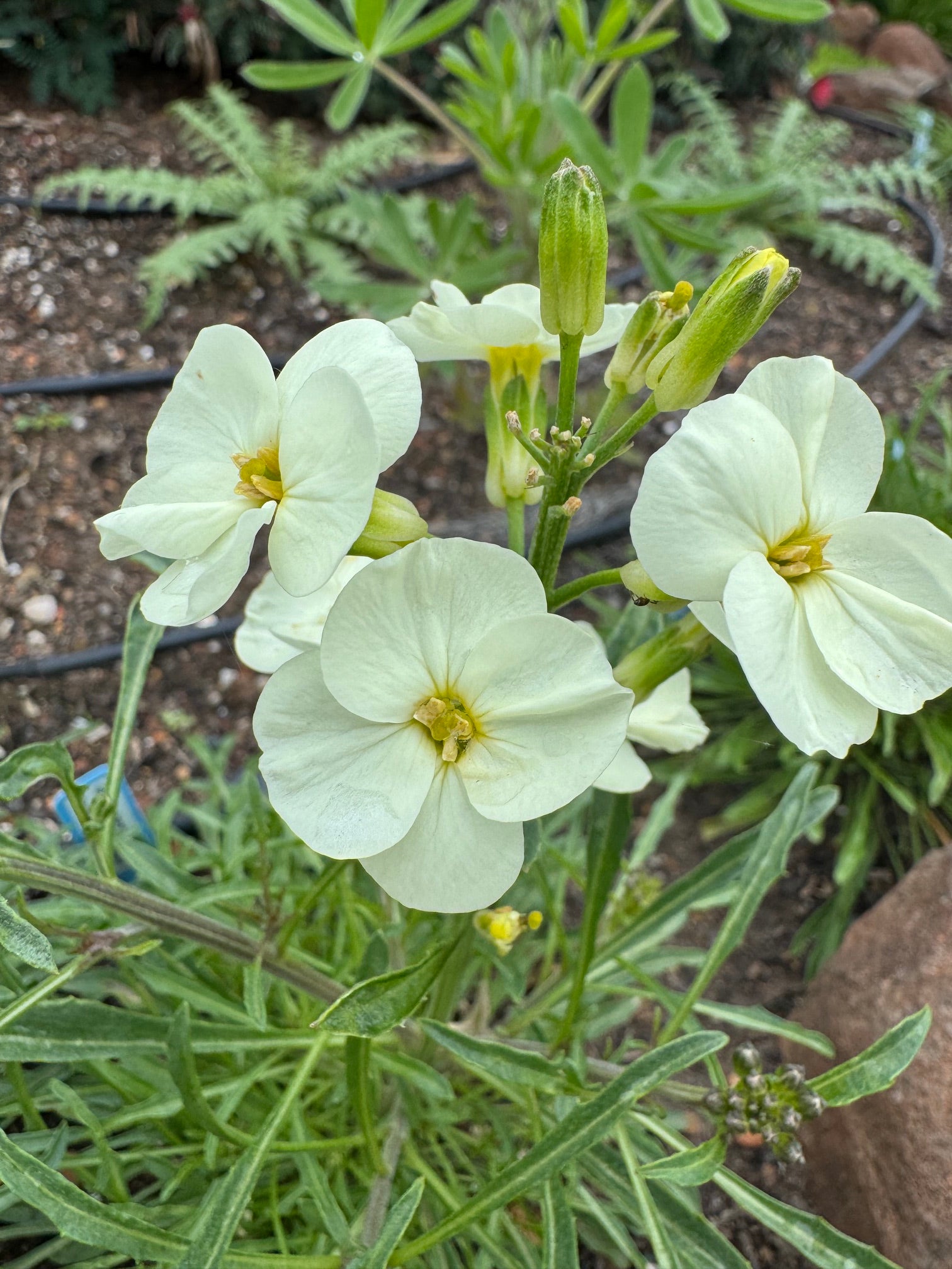 San Francisco Wallflower | Erysimum franciscanum
