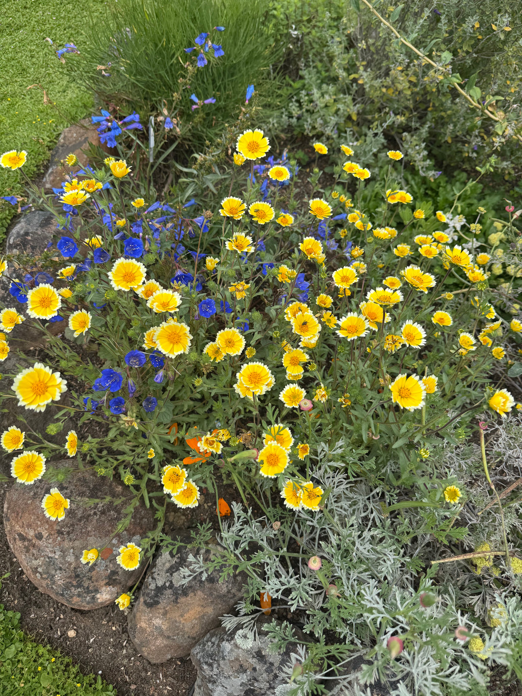 Common Tidy Tips | Layia platyglossa seeds