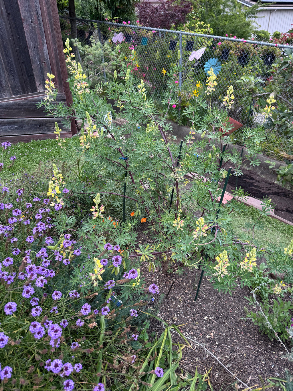 Coastal Bush Lupine | Lupinus arboreus