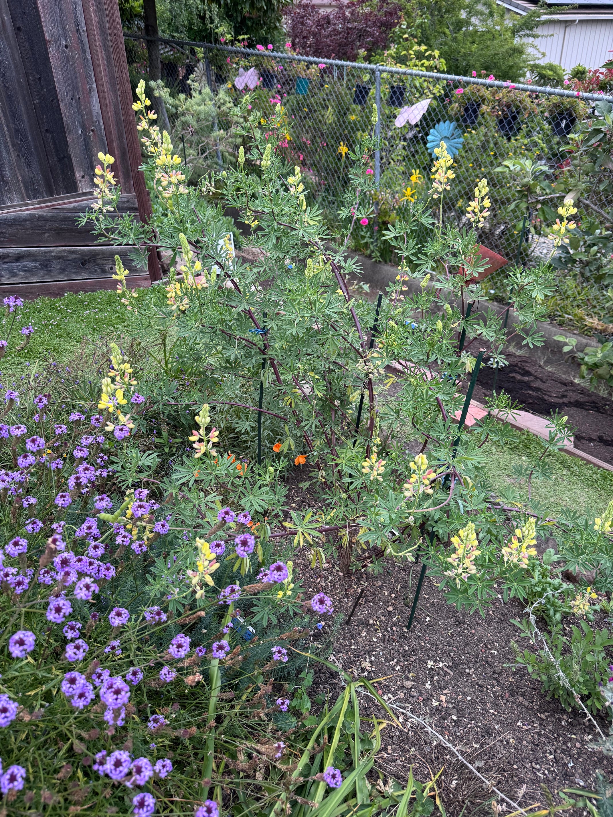 Coastal Bush Lupine | Lupinus arboreus