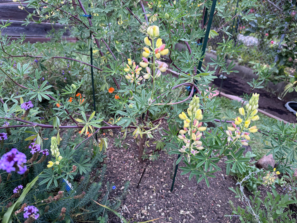 Coastal Bush Lupine | Lupinus arboreus