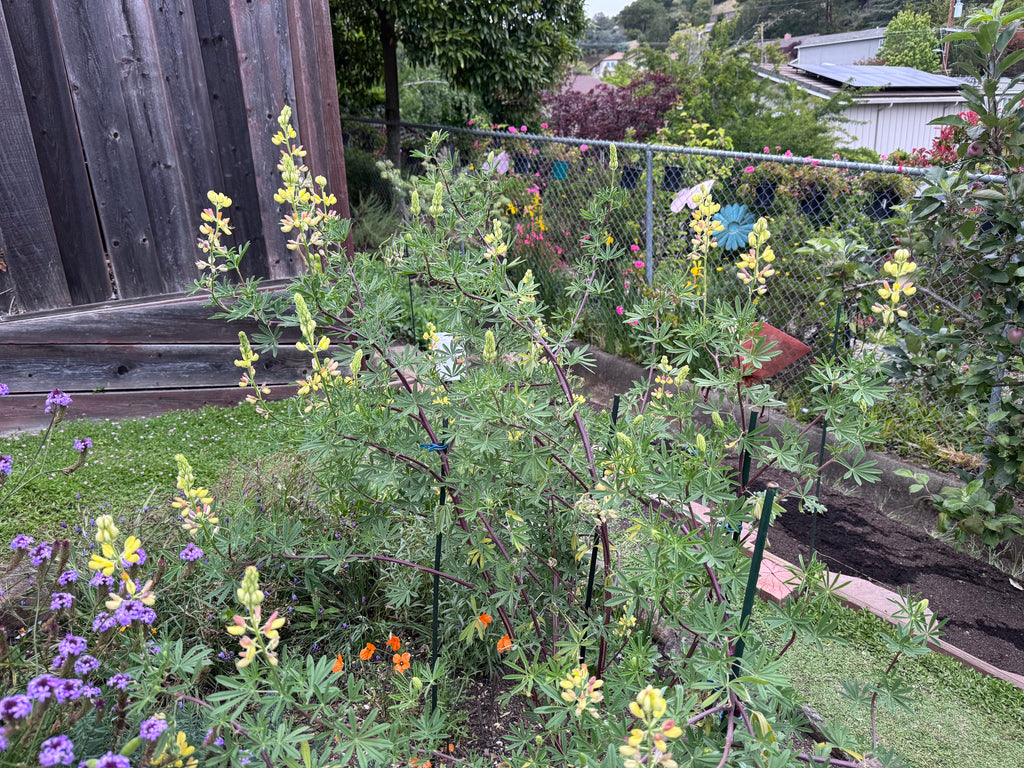 Coastal Bush Lupine | Lupinus arboreus