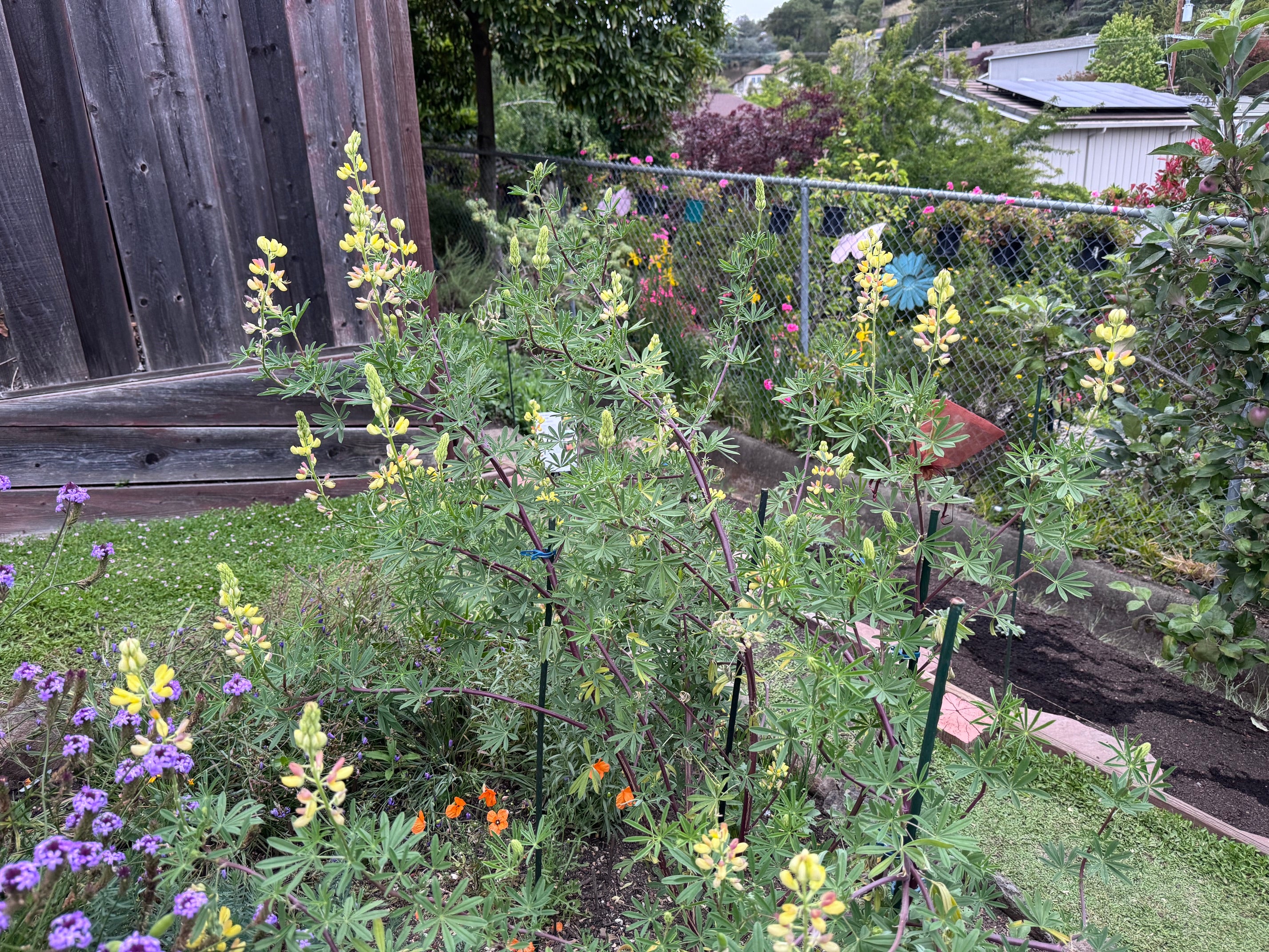 Coastal Bush Lupine | Lupinus arboreus