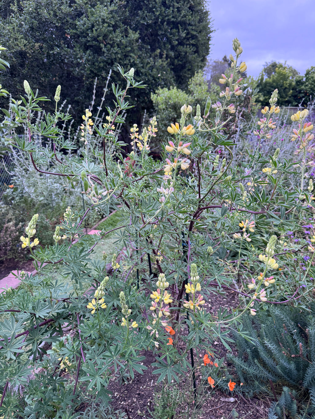 Coastal Bush Lupine | Lupinus arboreus