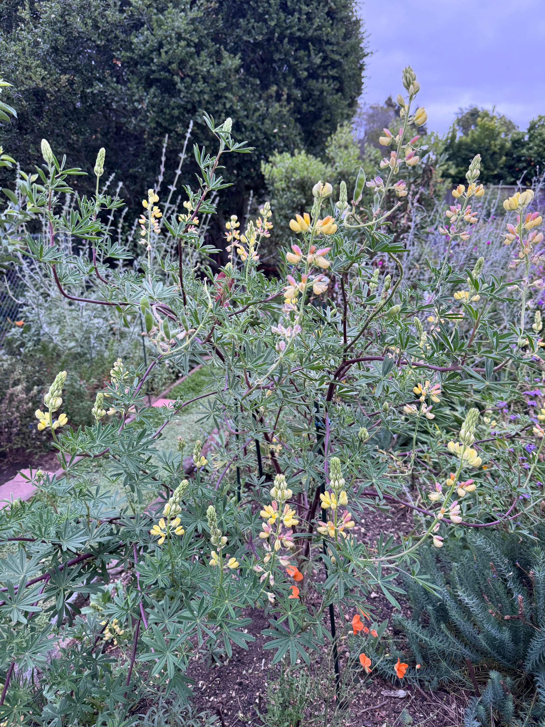 Coastal Bush Lupine | Lupinus arboreus