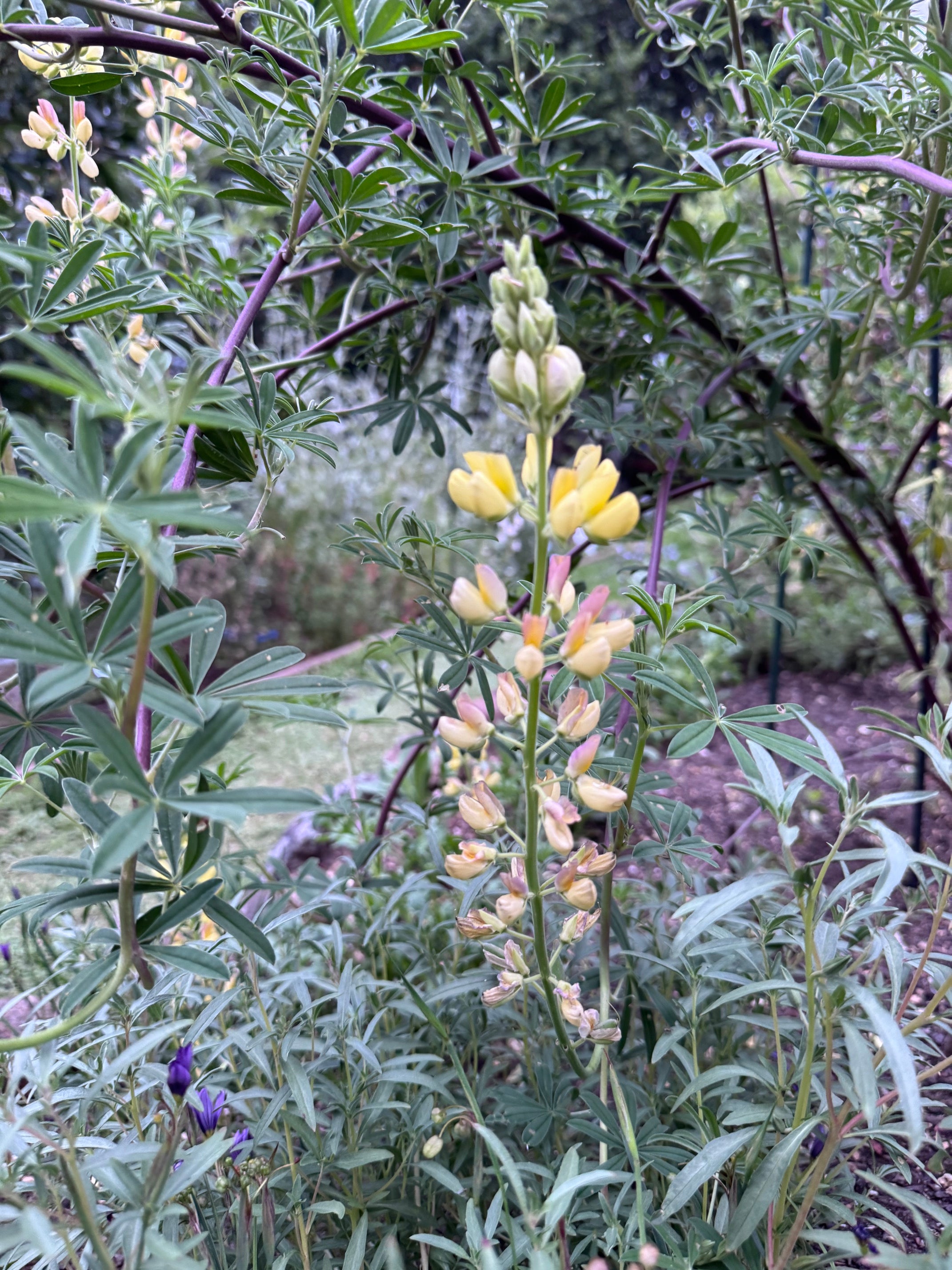 Coastal Bush Lupine | Lupinus arboreus