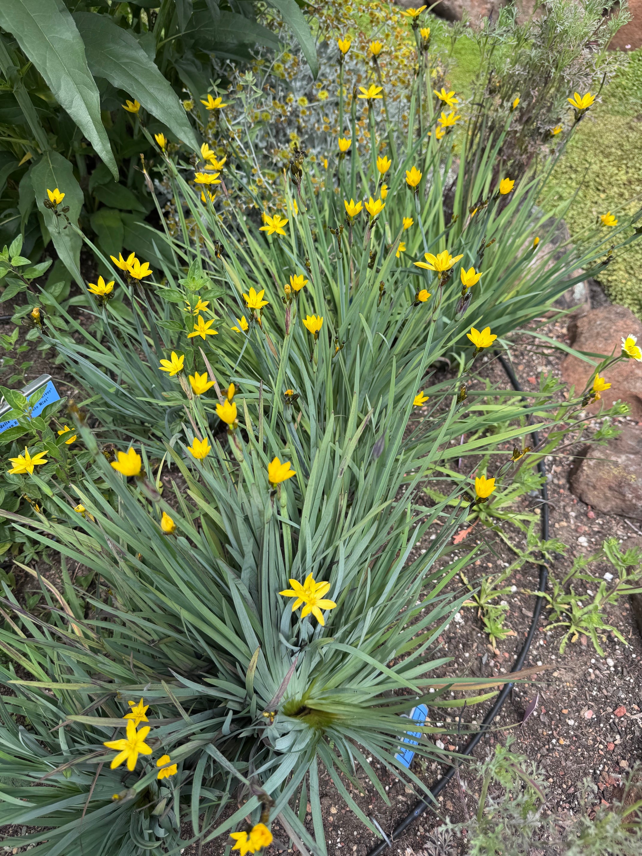 Yellow Eyed Grass | Sisyrinchium californicum seeds
