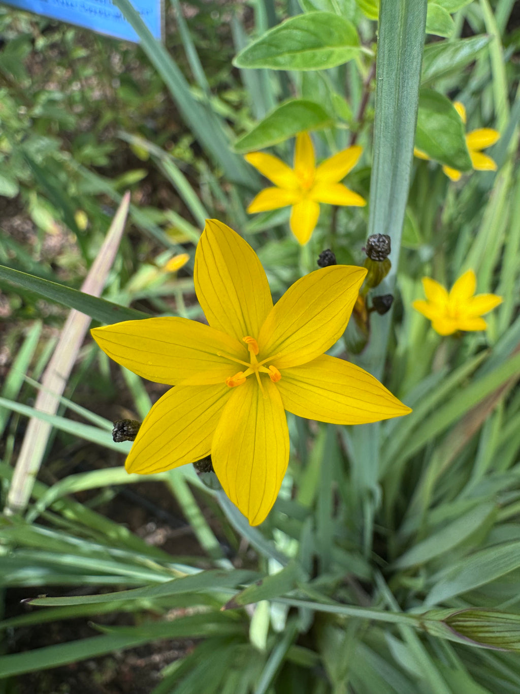 Yellow Eyed Grass | Sisyrinchium californicum seeds