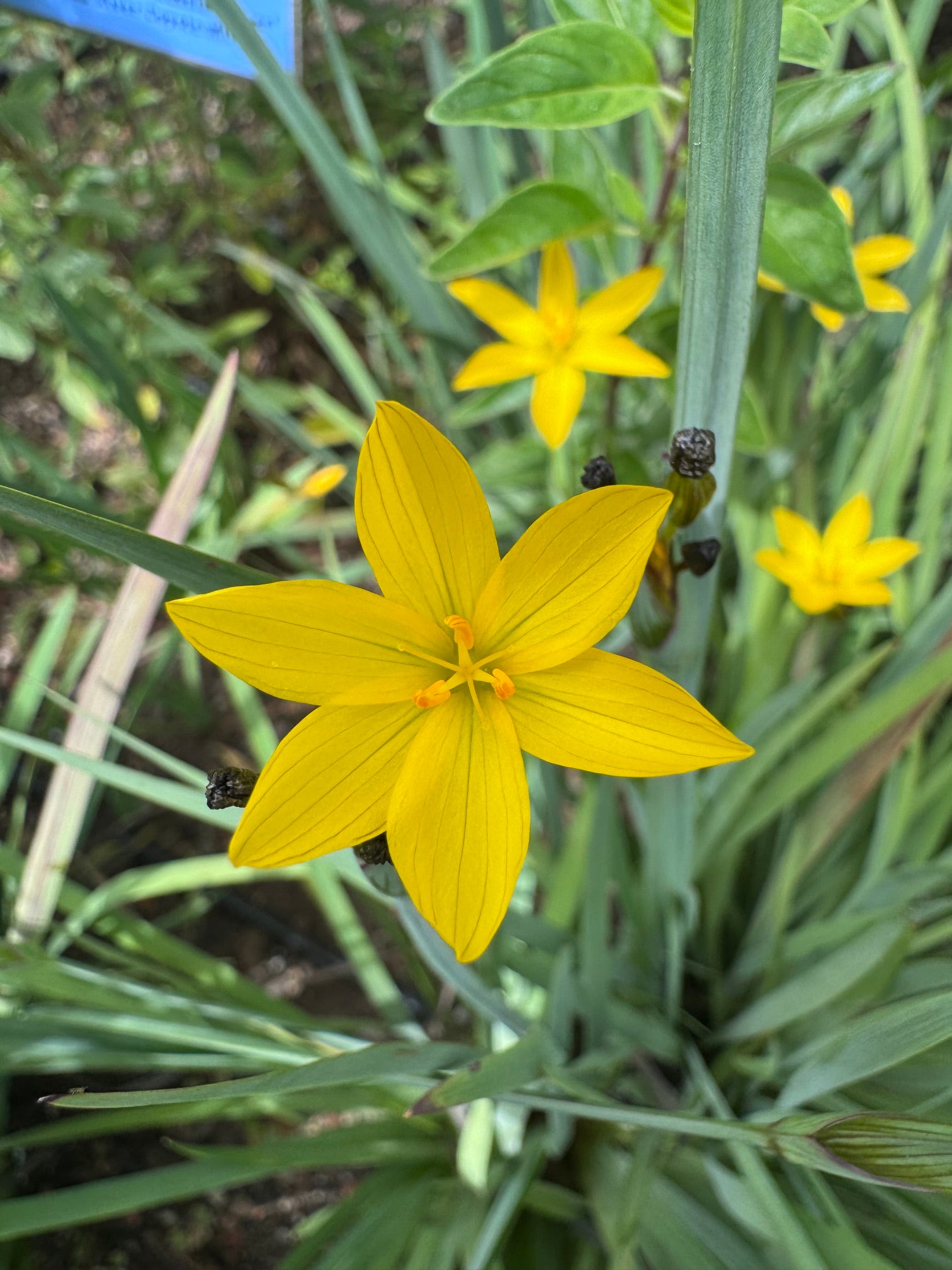 Yellow Eyed Grass | Sisyrinchium californicum seeds