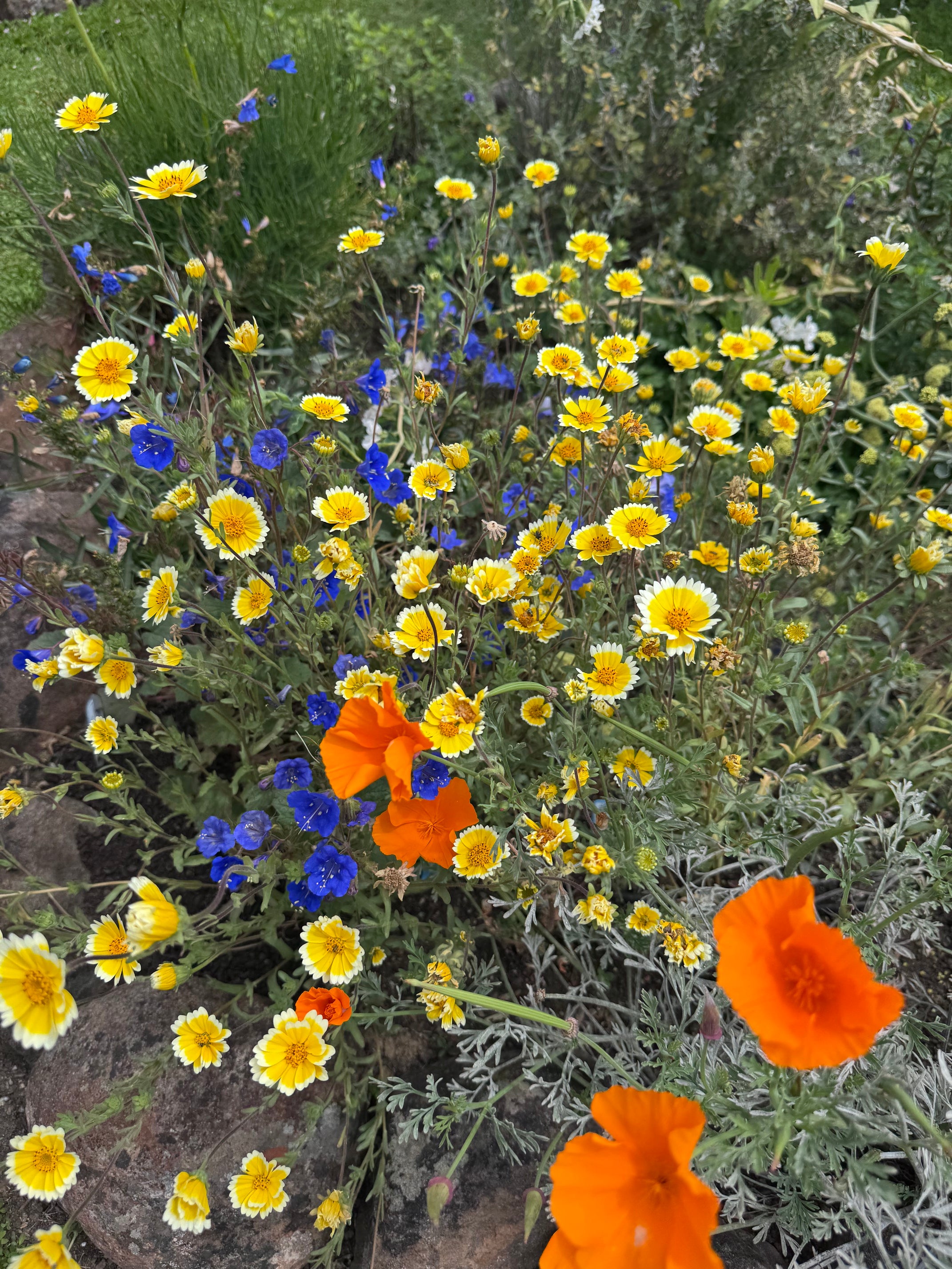 Common Tidy Tips | Layia platyglossa seeds