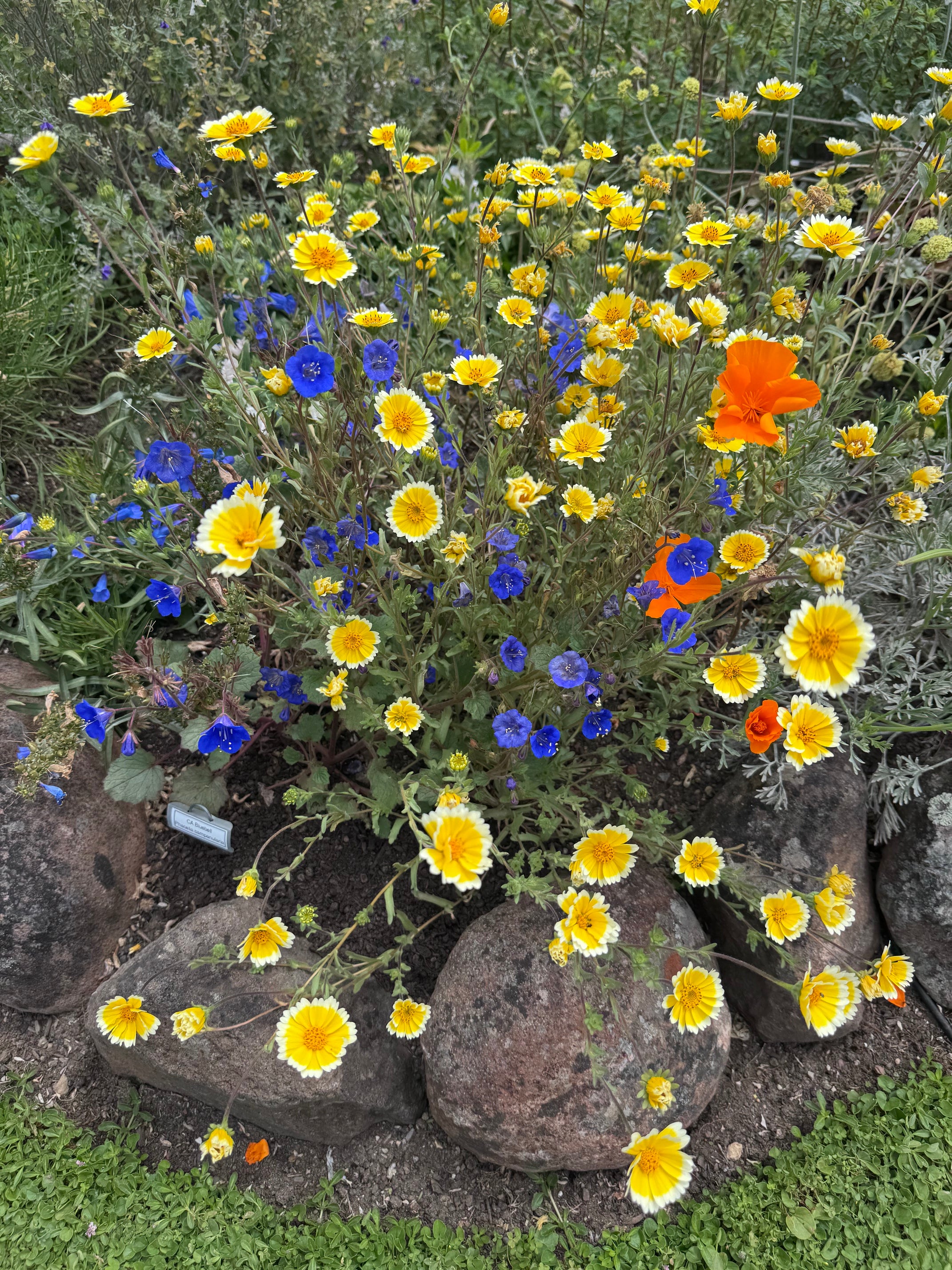 Common Tidy Tips | Layia platyglossa seeds