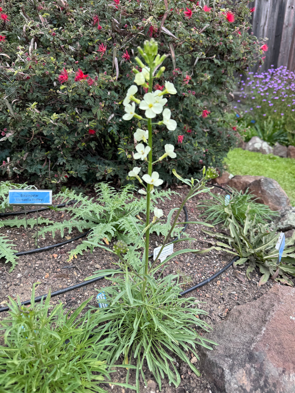 San Francisco Wallflower | Erysimum franciscanum