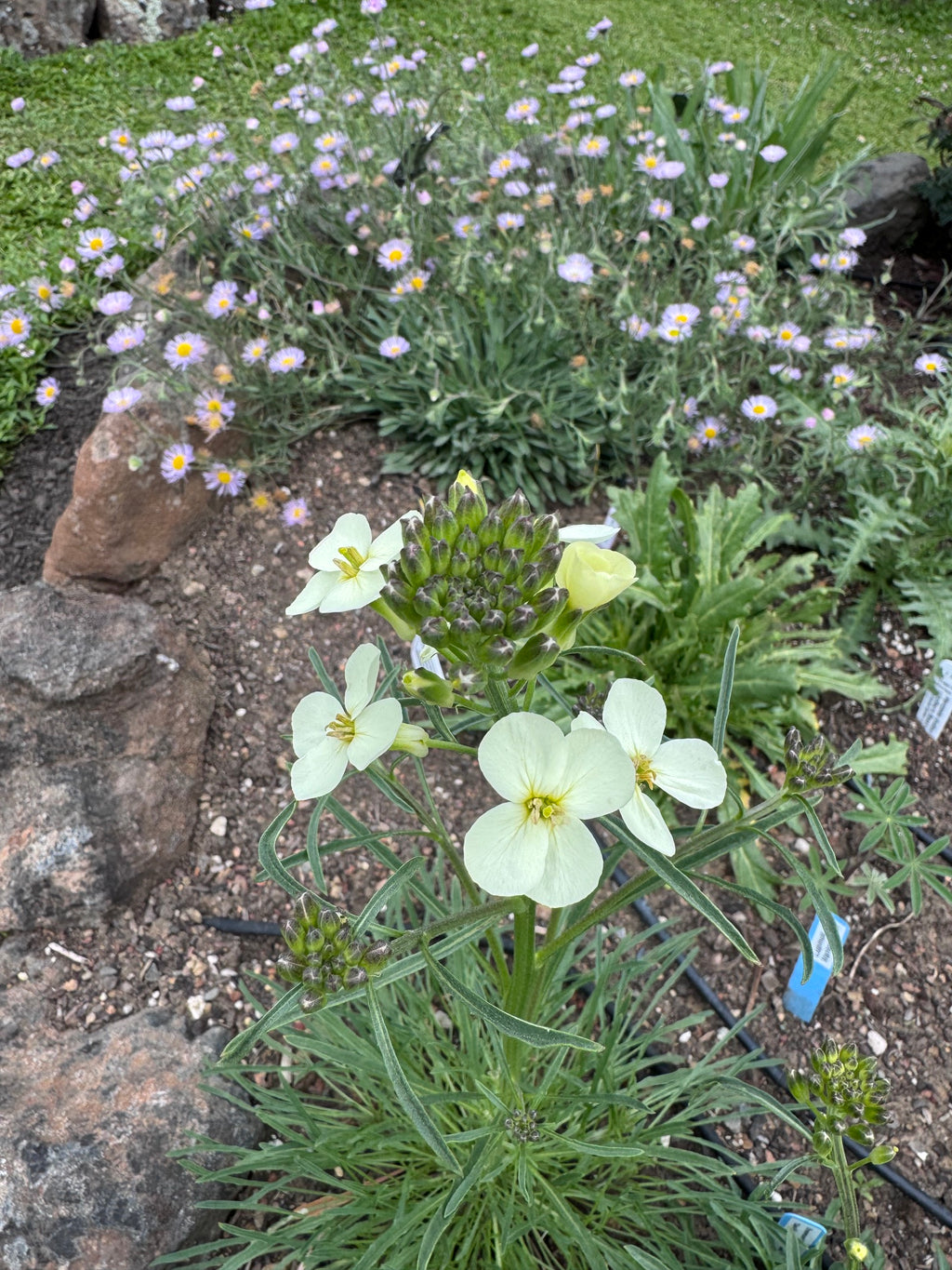 San Francisco Wallflower | Erysimum franciscanum